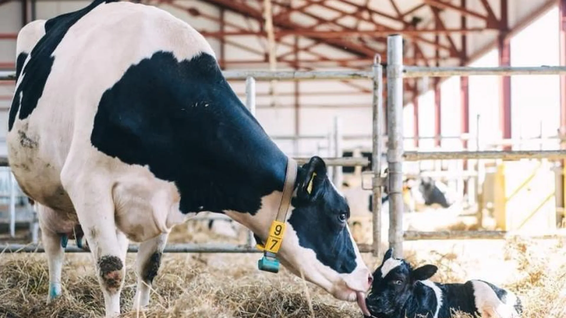 Карусели, педикюр и симфонии: как в Подмосковье повышают продуктивность коров