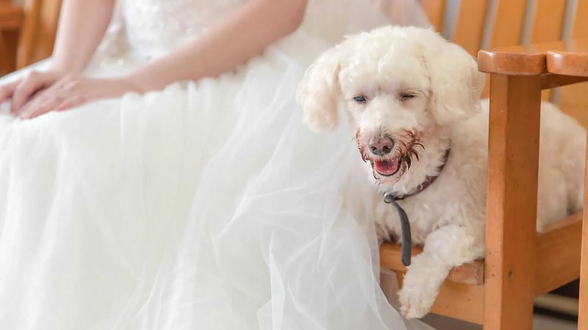 Собачкам запретили носить кольца на свадьбах в Италии
