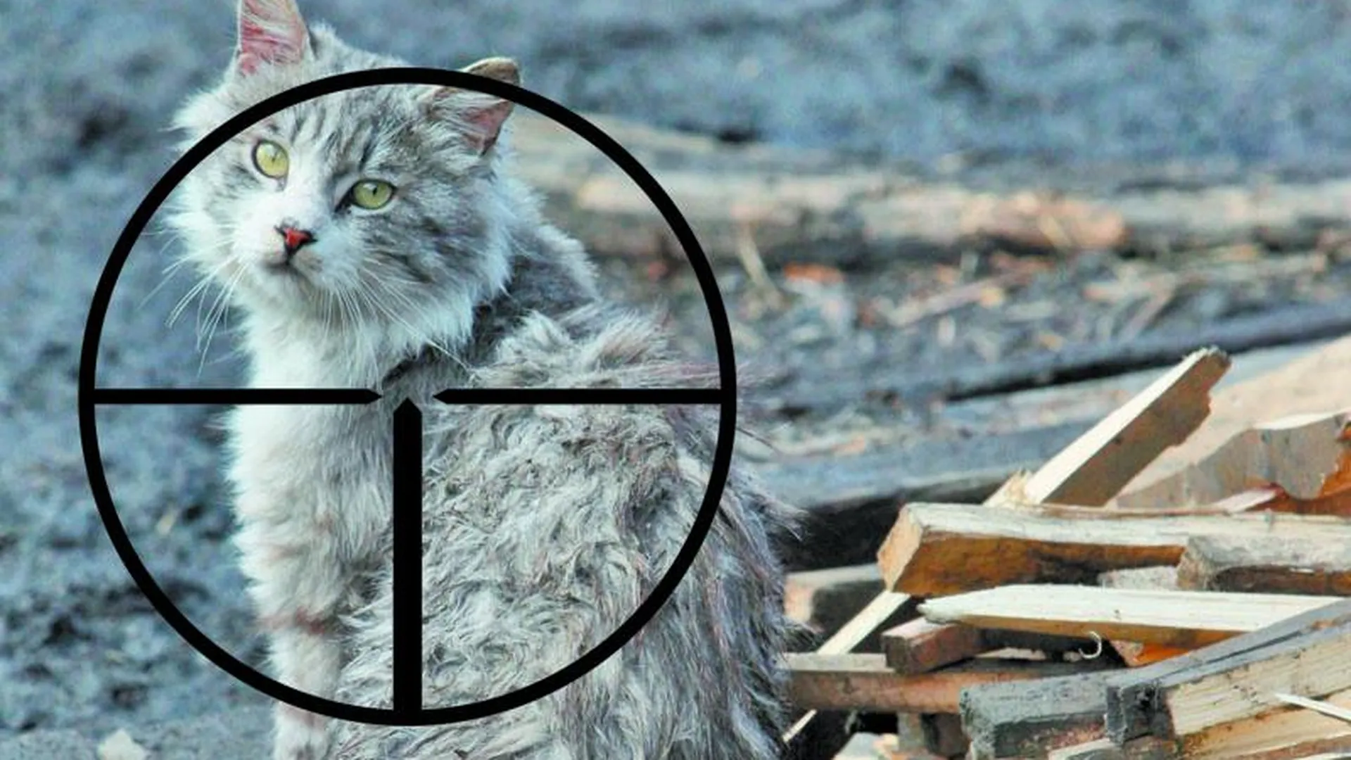 В Подольске неизвестный расстреливает котов из пневматики 