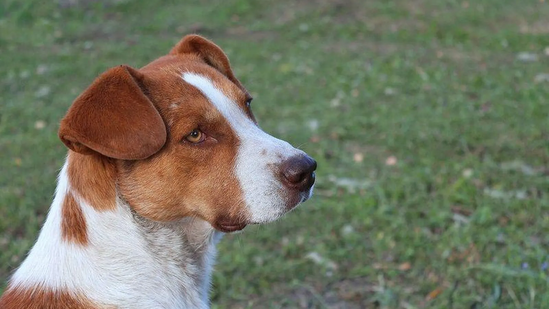Сбитая собака три дня лежала на дороге в Солнечногорске, прежде чем ее забрали волонтеры