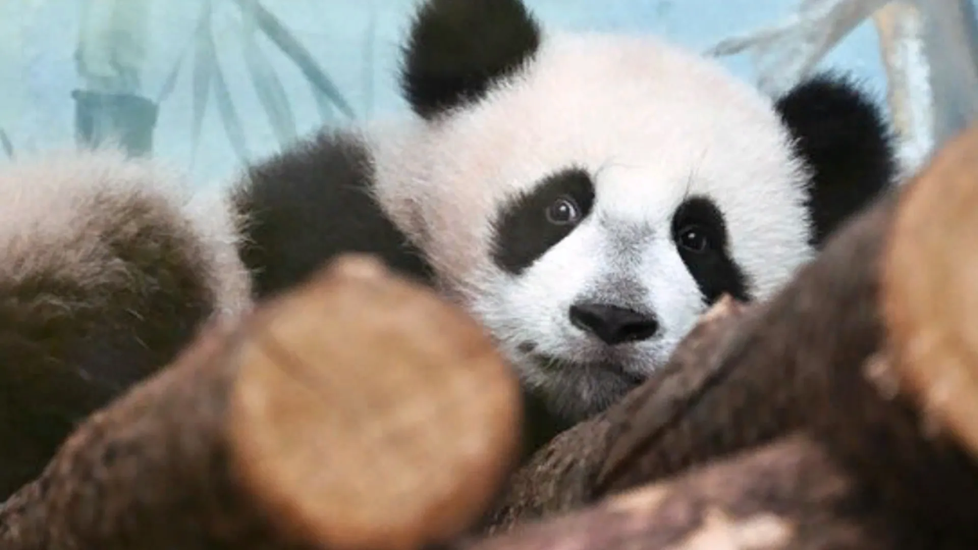 Первую «ссору» панды Катюши с мамой сняли на видео