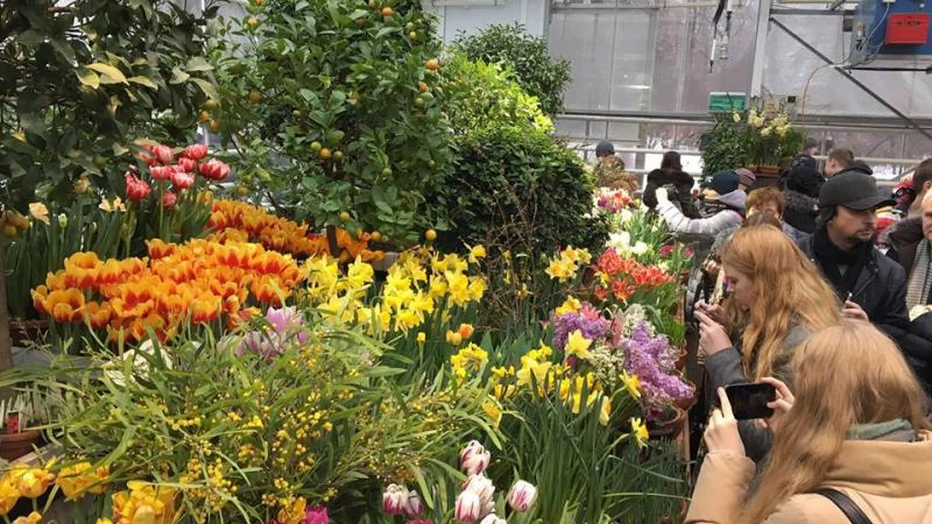 Весна в «Аптекарском огороде» началась с цветения тюльпанов