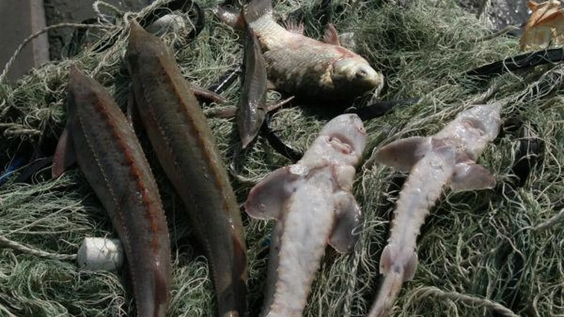 Восемь тонн рыбы, занесенной в Красную книгу, изъяли в Мытищах