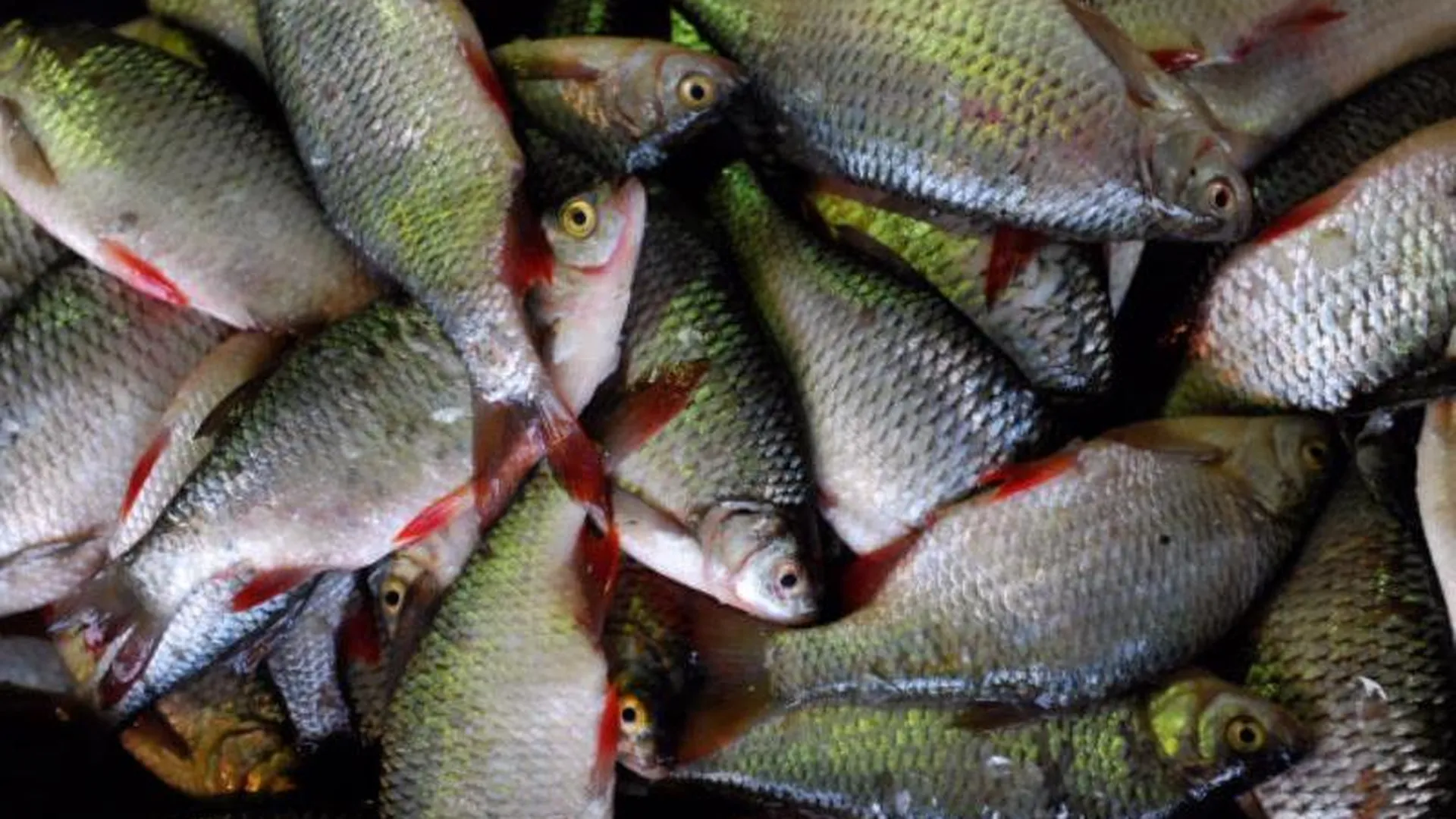 Массовая гибель рыбы зафиксирована в водоемах МО 