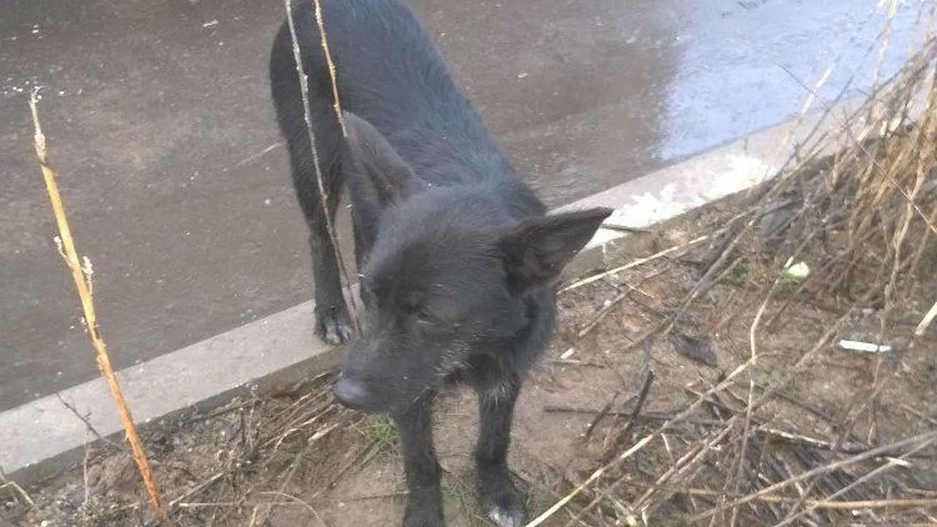 Живодеры бросили умирать собаку и ее щенков в самодельных клетках под Сергиевым Посадом