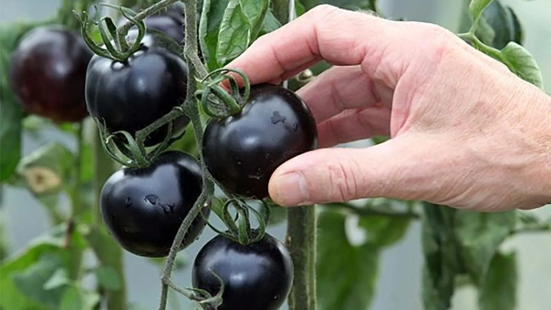 Помидоры по-черному: какие экзотические овощи и ягоды выращивают в Подмосковье
