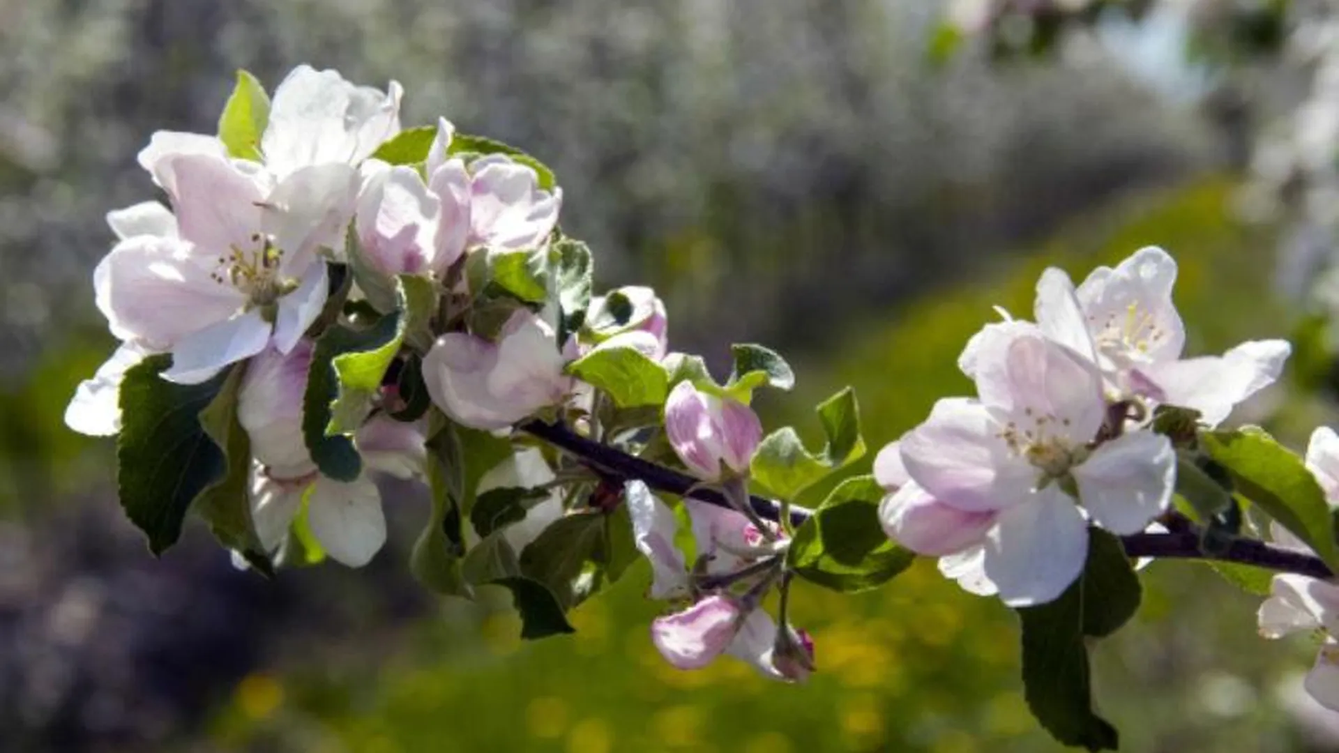 В усадьбе Клычковых в Дубровках воссоздадут яблоневый сад, где писал Есенин