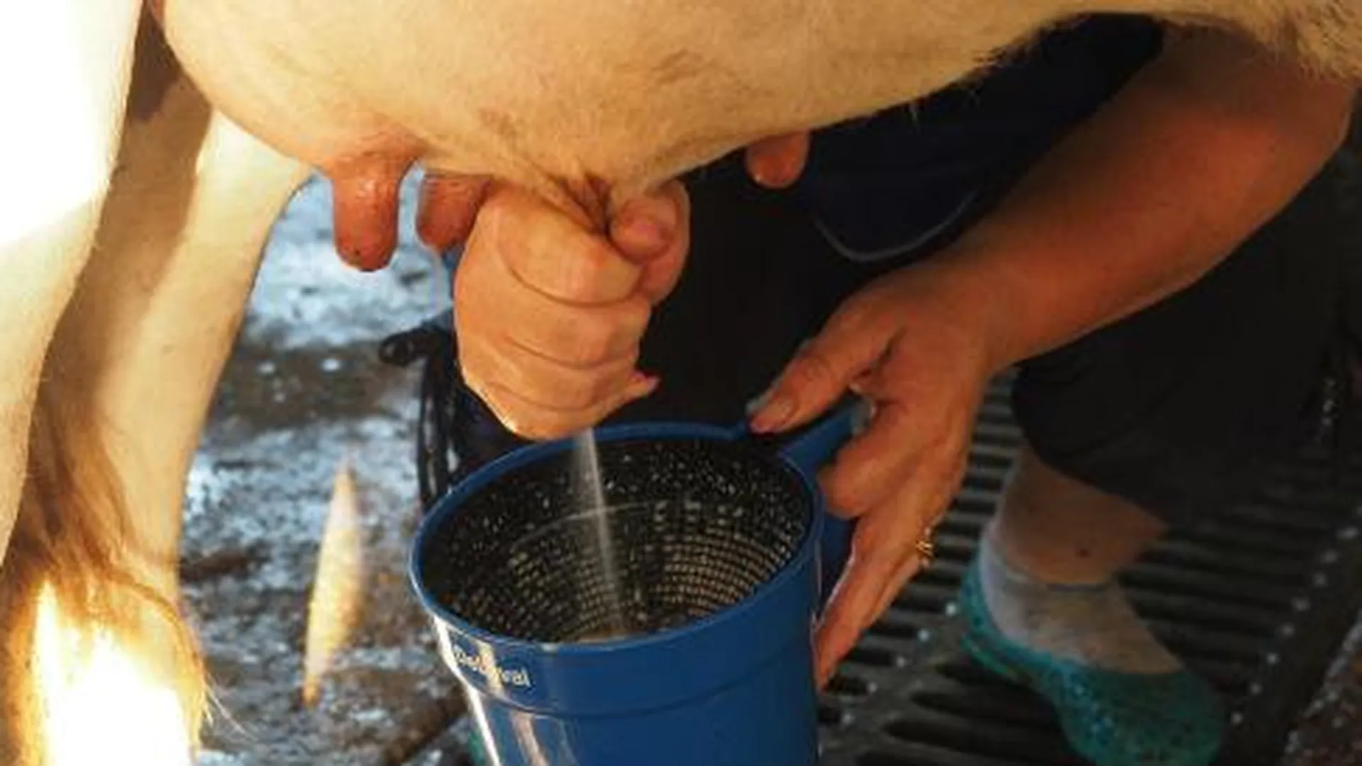 Доить корову научат на фестивале «Молочная река» в Рузе