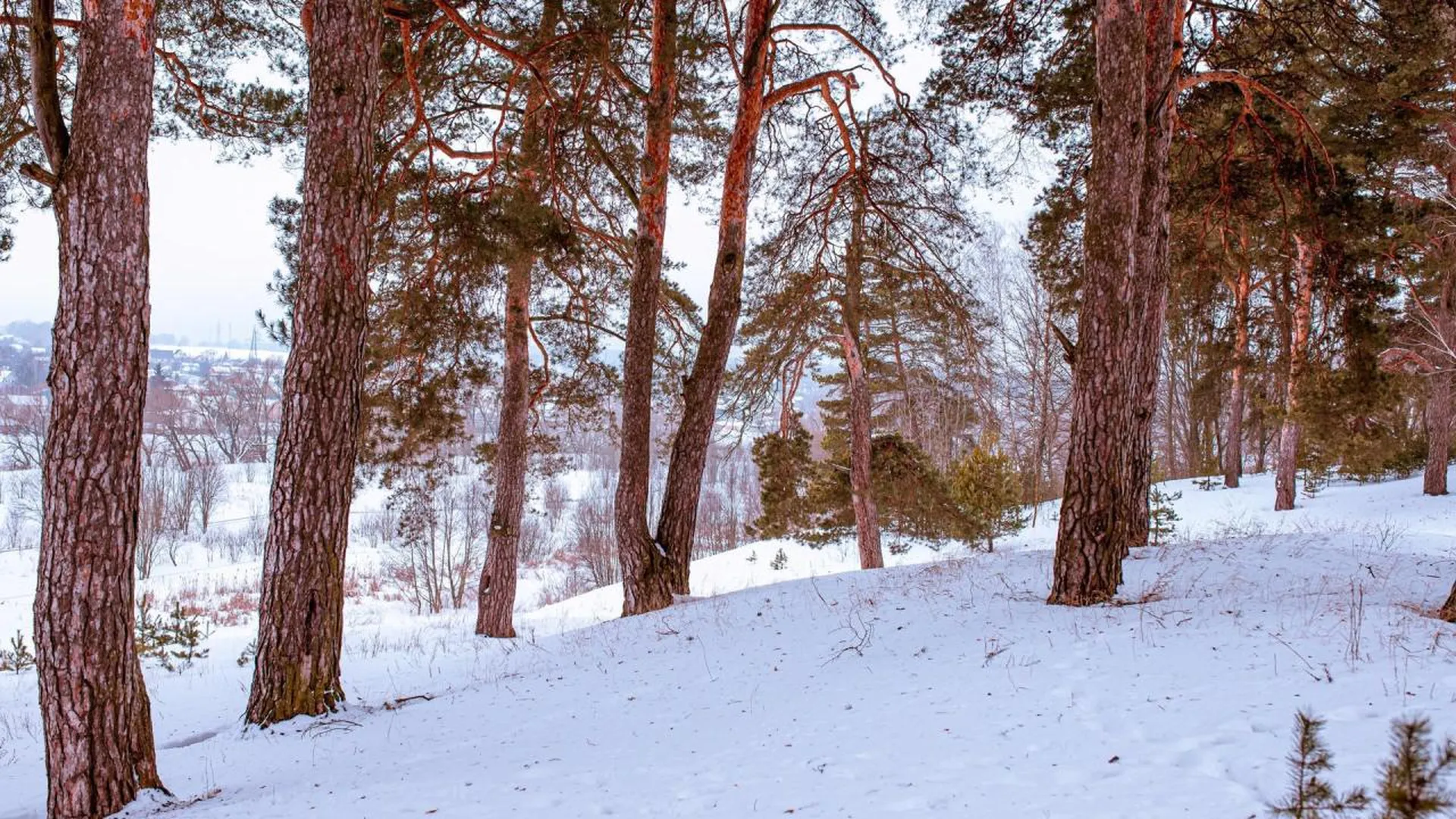 Итоги фотоконкурса «Зимний русский лес» подвели в Подмосковье