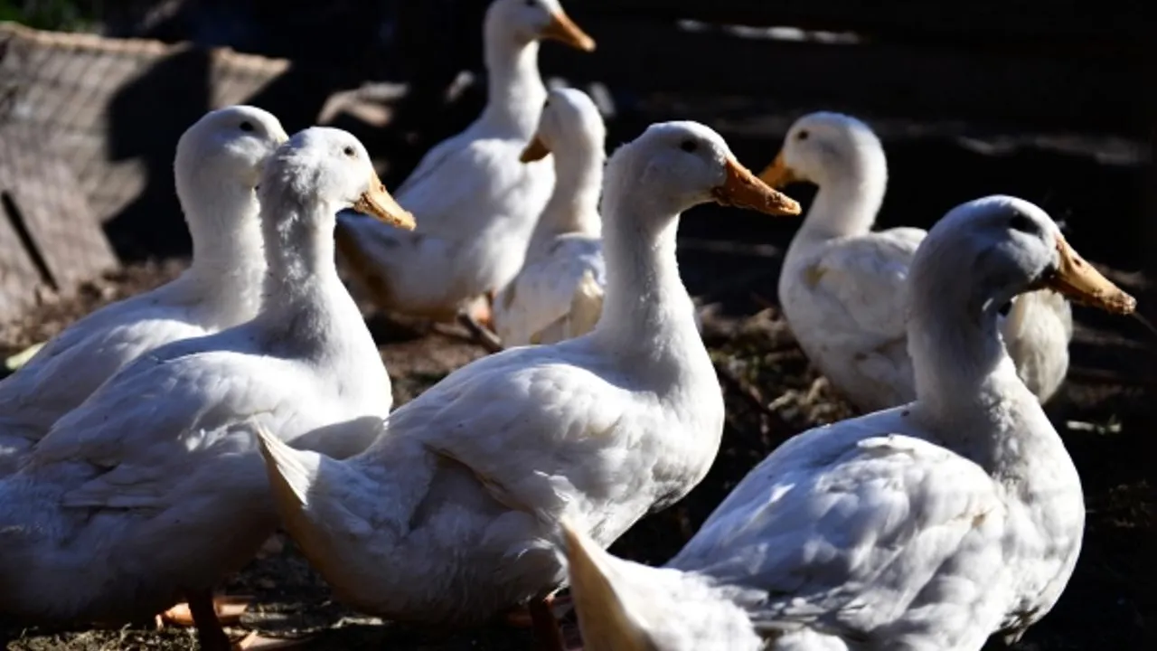 Китайские медики зафиксировали первую смерть человека от птичьего гриппа