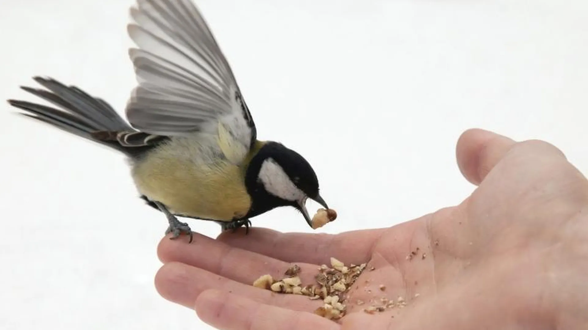Птичку жалко: как в Подмосковье помочь птицам пережить зиму