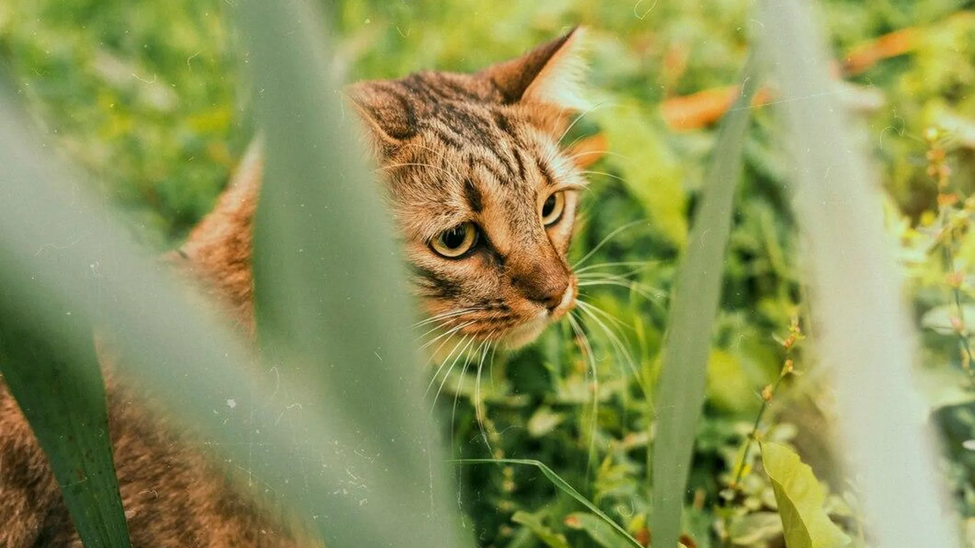 Уличного кота спасли от волков в вольере Московского зоопарка