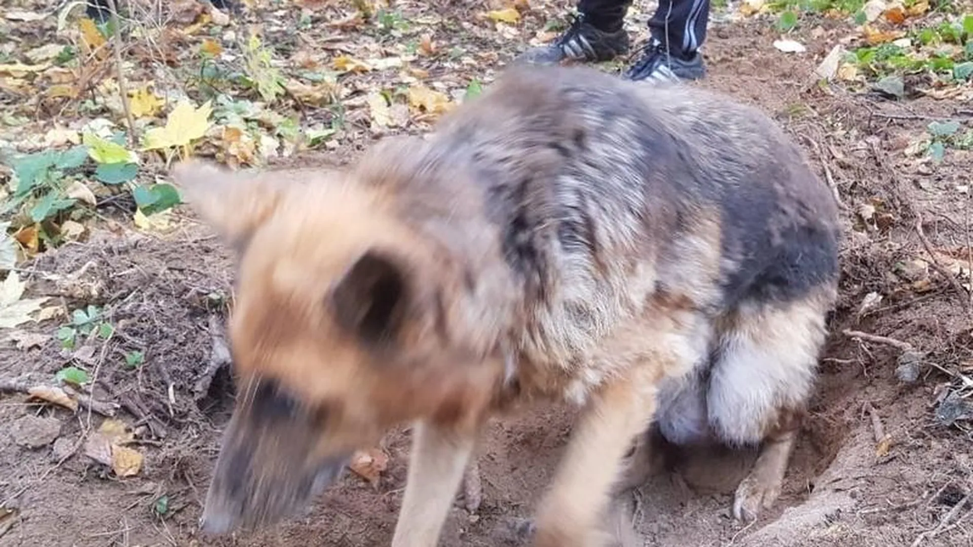 Собака, которую закопали заживо, скончалась, не перенеся операции по удалению опухоли