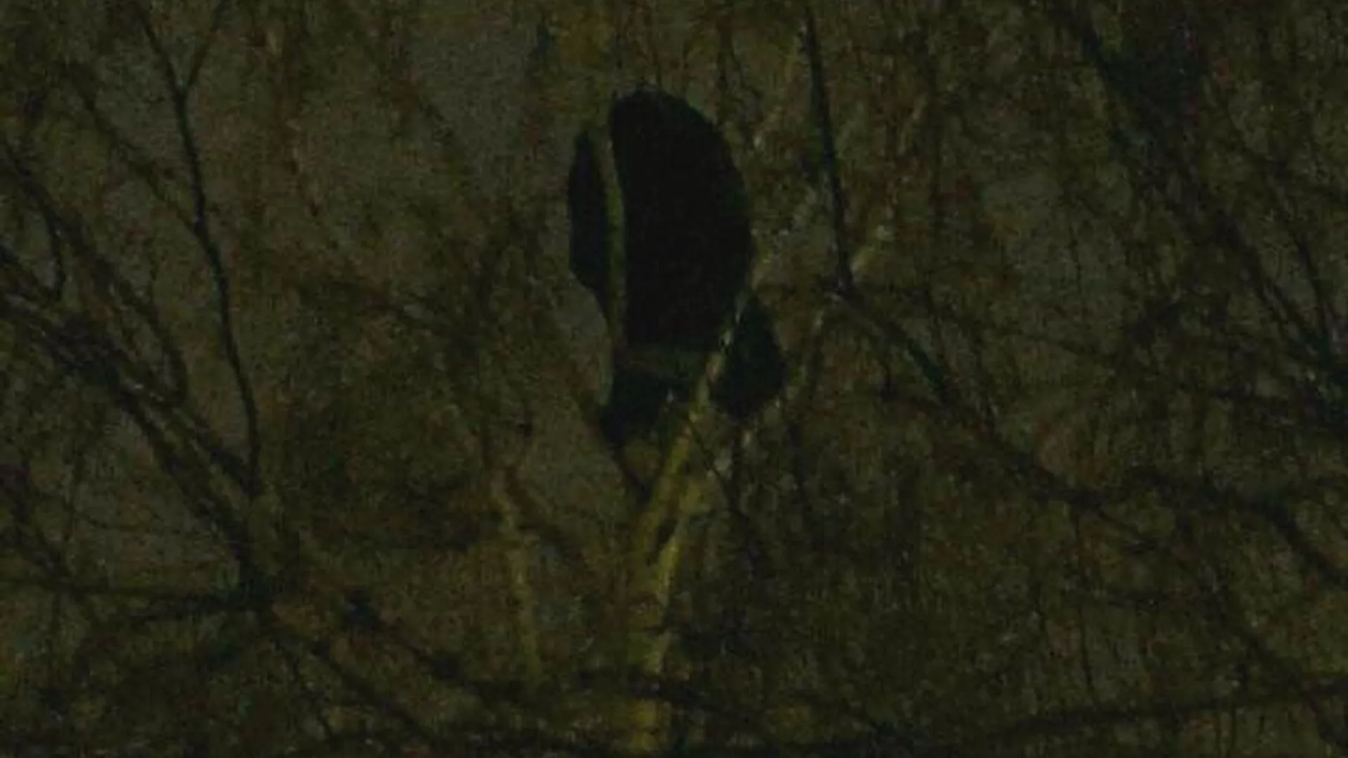 Наркоман «свил гнездо» на дереве в Пушкино