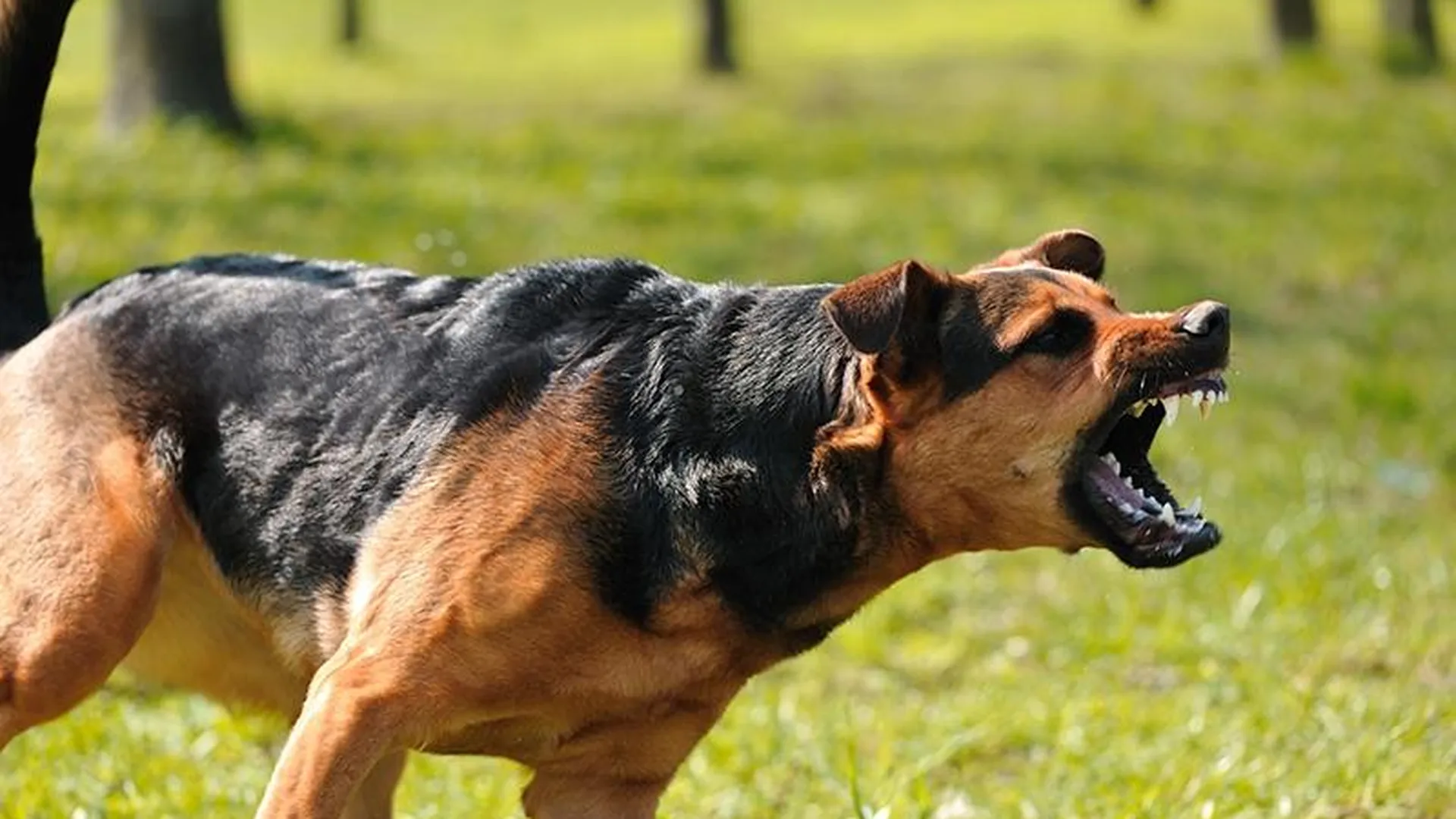 Следователи проверят информацию о нападениях собак на жителей Одинцовского округа