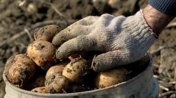 Клубни счастья завтрашнего дня: как в регионе производят картофель