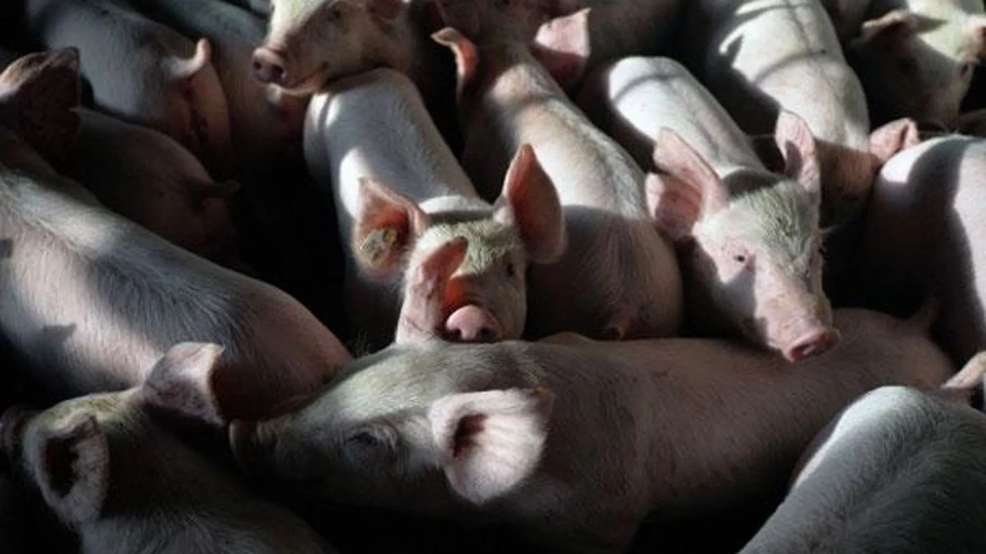 В Тюменской области электричество убило около тысячи свиней