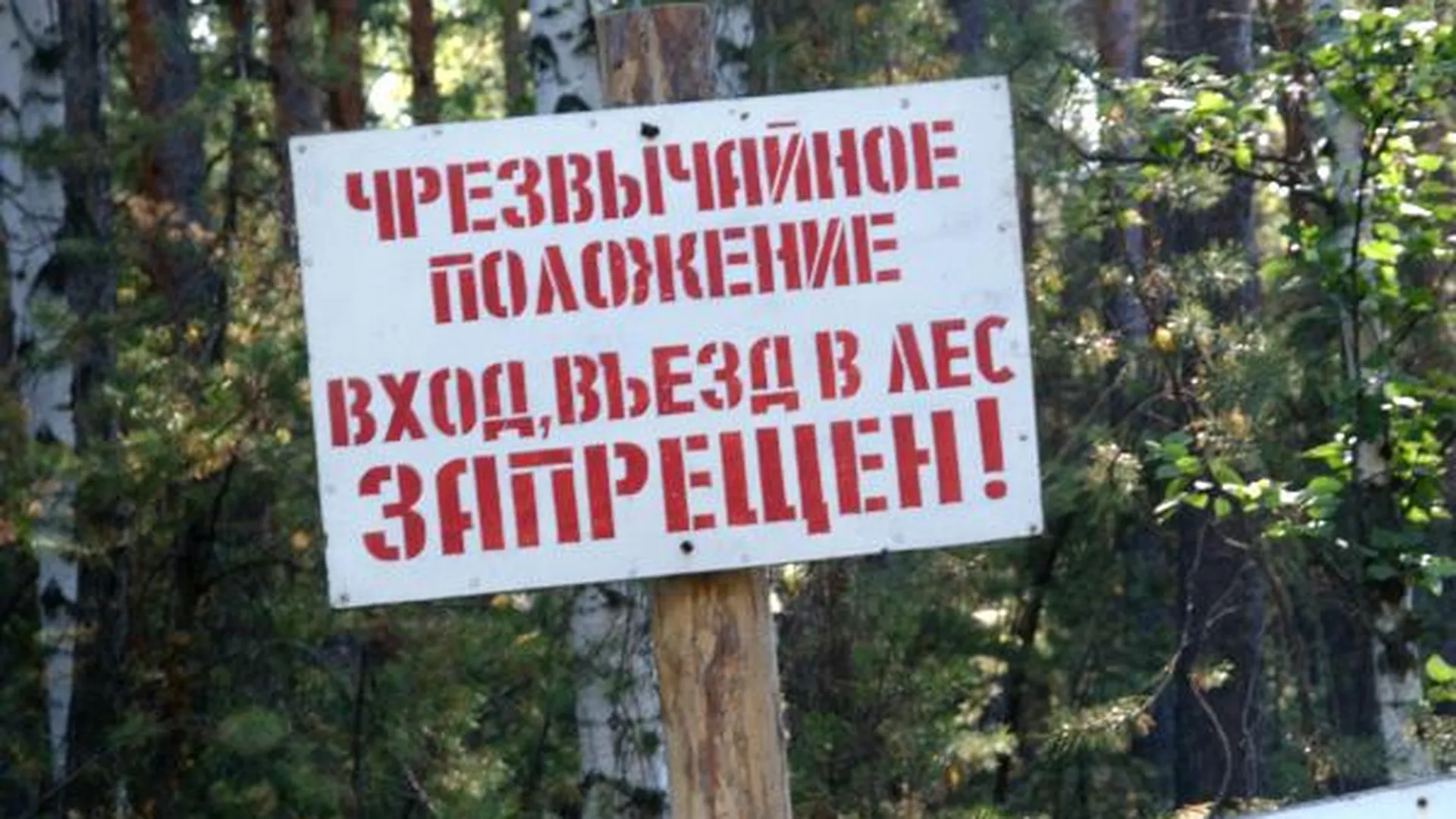 В области продлили ограничения на посещение лесов