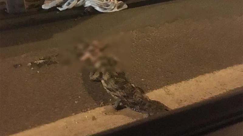Фура раздавила крокодила на Ярославском шоссе 