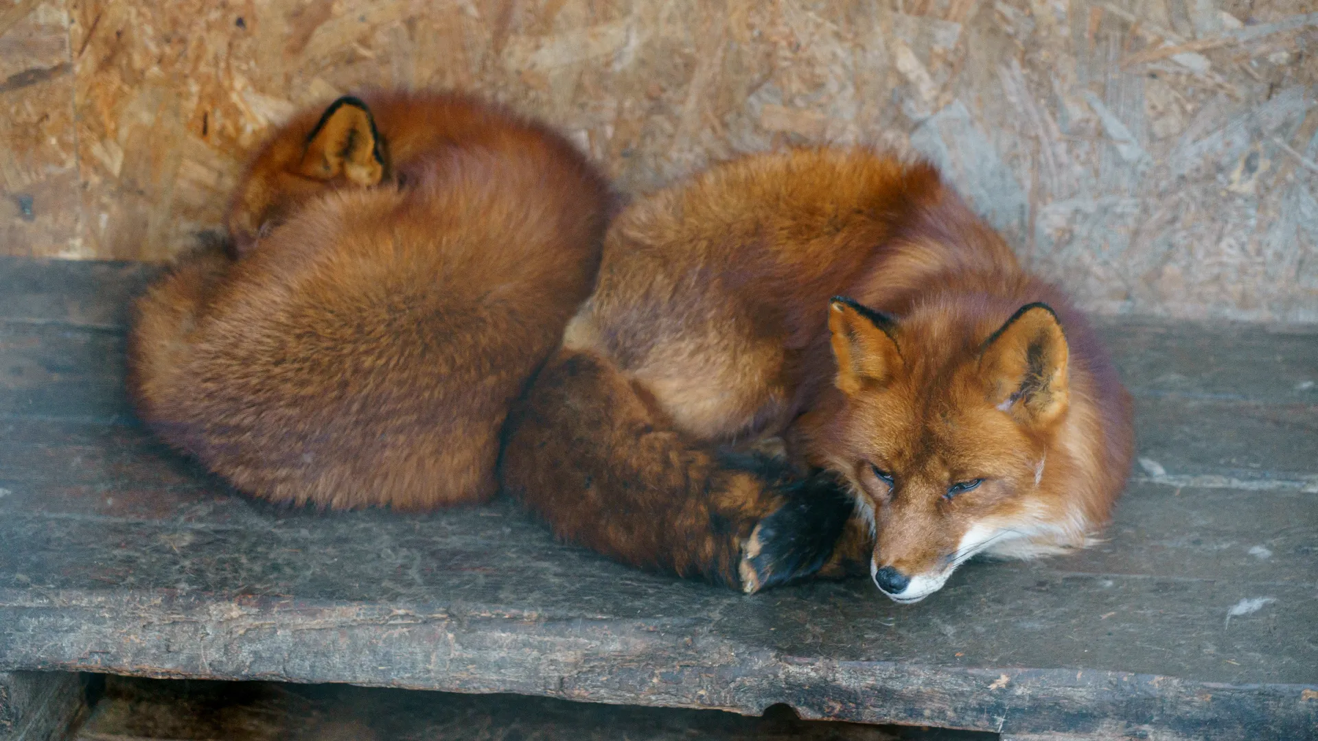 В ЯНАО предупредили о возможном распространении бешенства из-за лисы