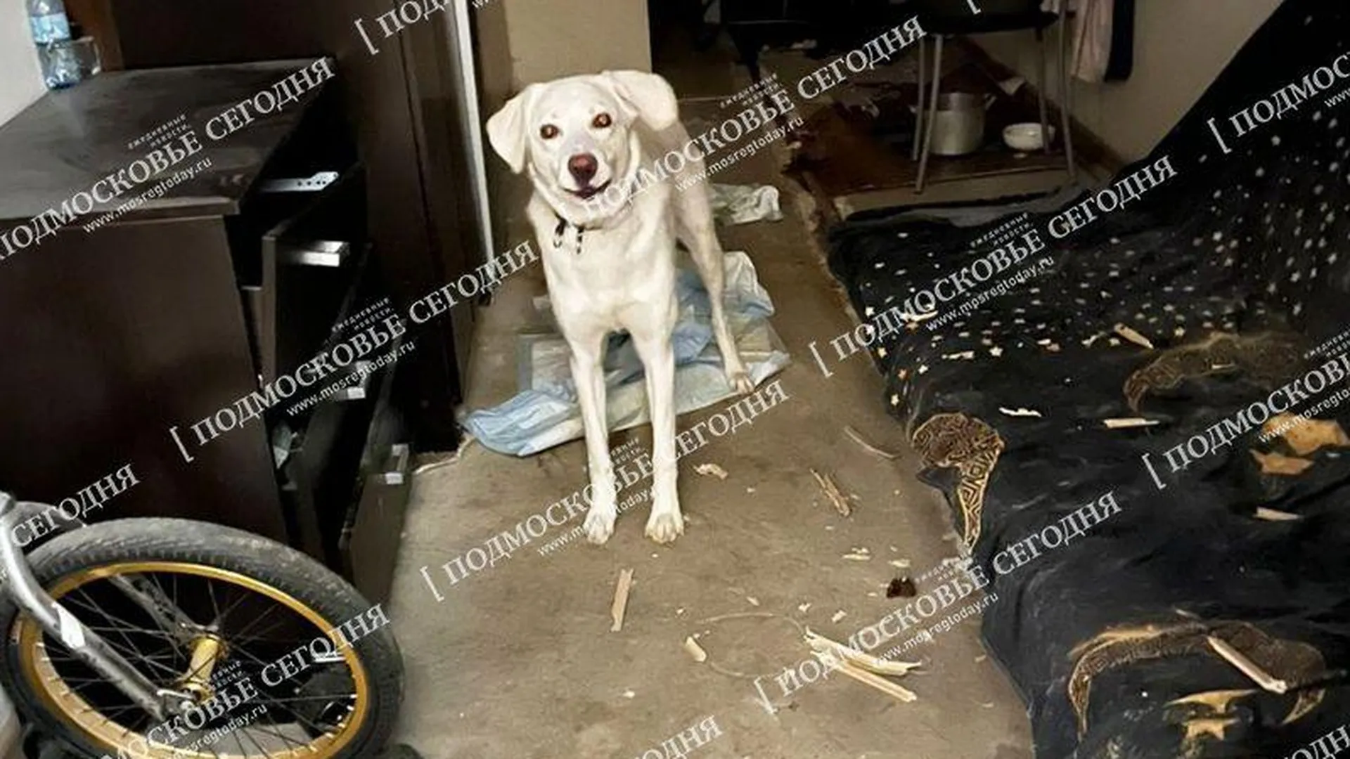 Без еды и воды бросил в запертом номере собаку постоялец, съехавший из гостиницы в Одинцове