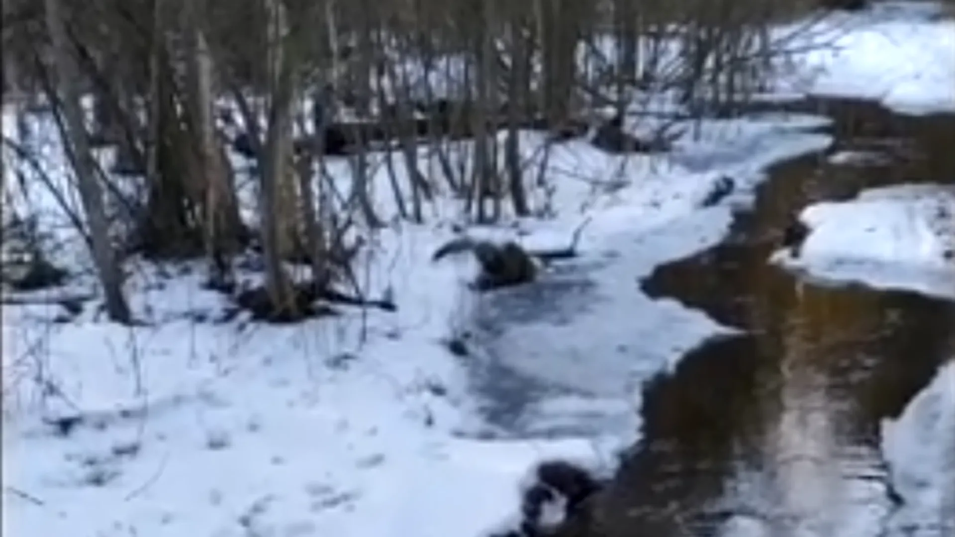 Реку из канализационных вод обнаружили в лесу в Орехово-Зуево