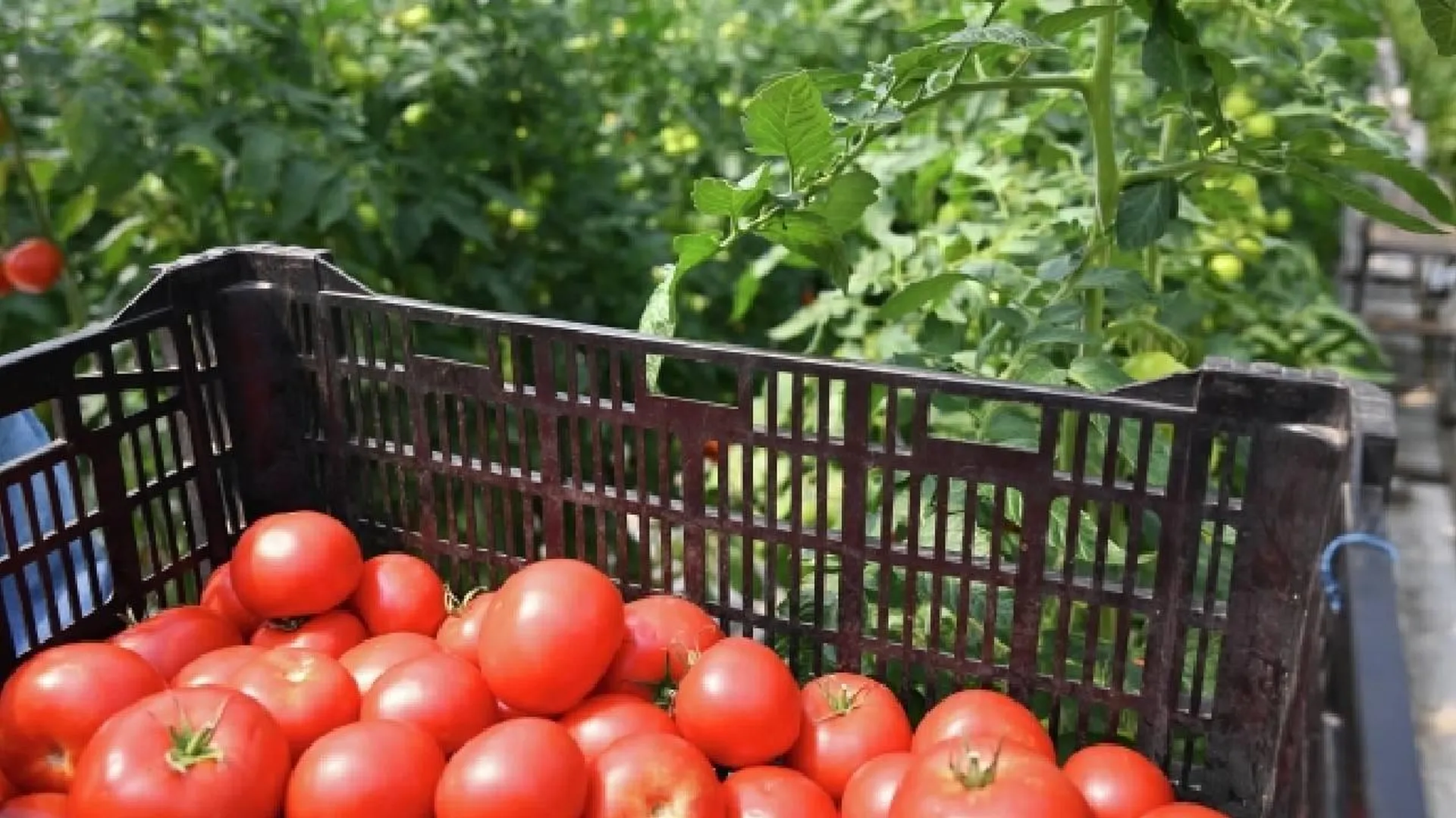Готовь сани с лета: назван урожайный сорт помидоров