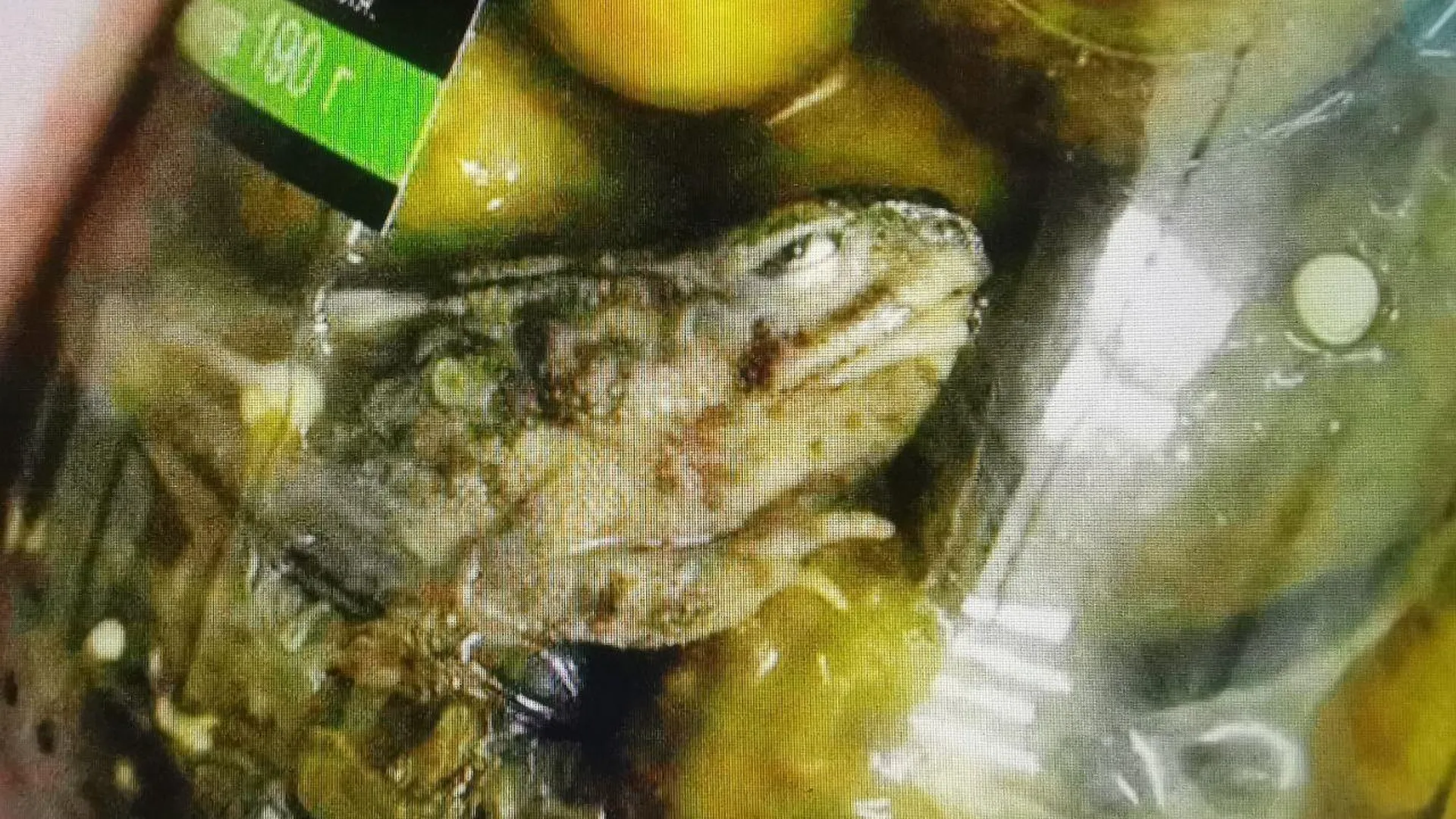 В Югре продали банку огурцов с мертвой маринованной лягушкой внутри