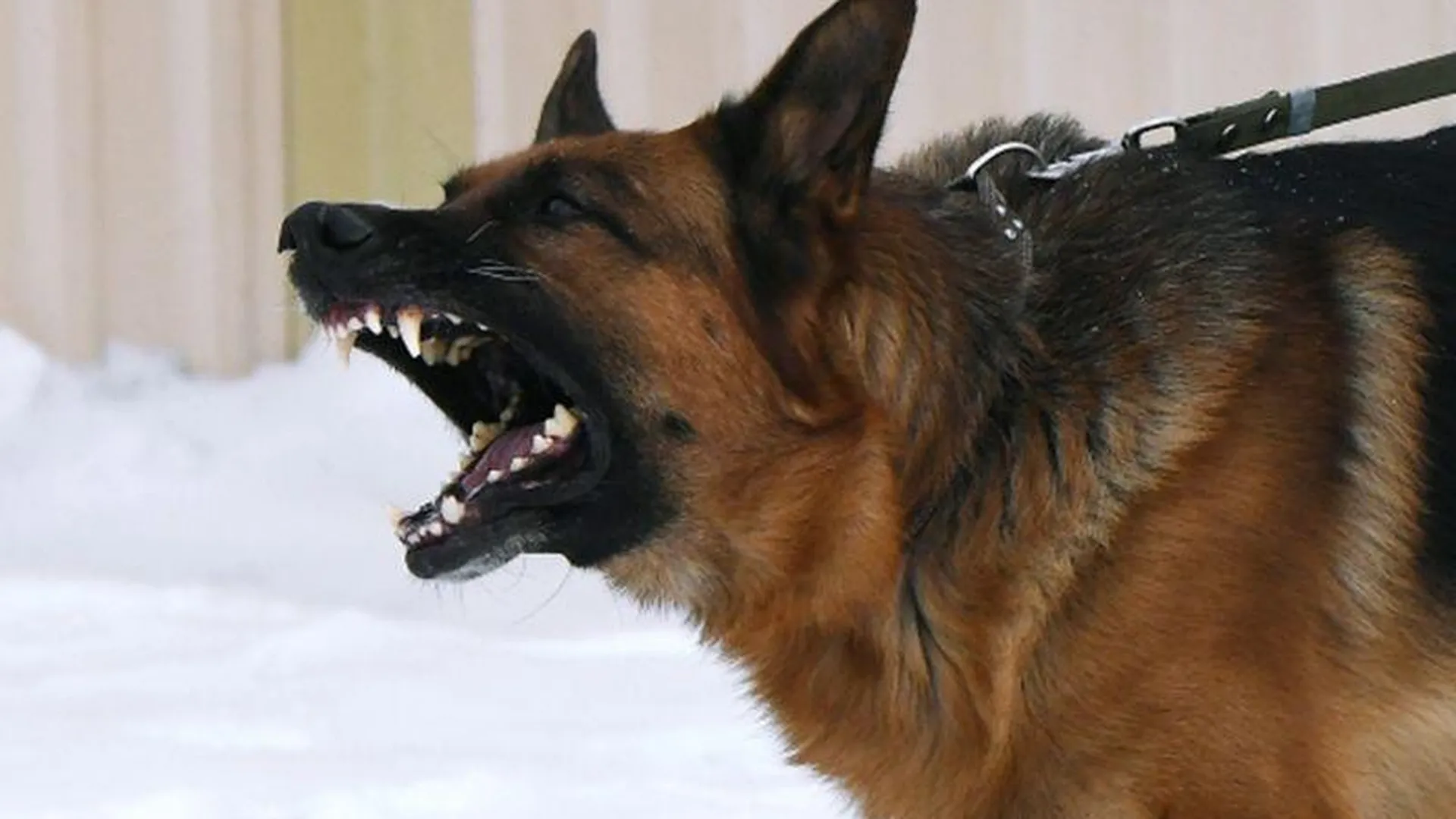 Что делать, если на вас нападает собака – лайфхаки из соцсетей