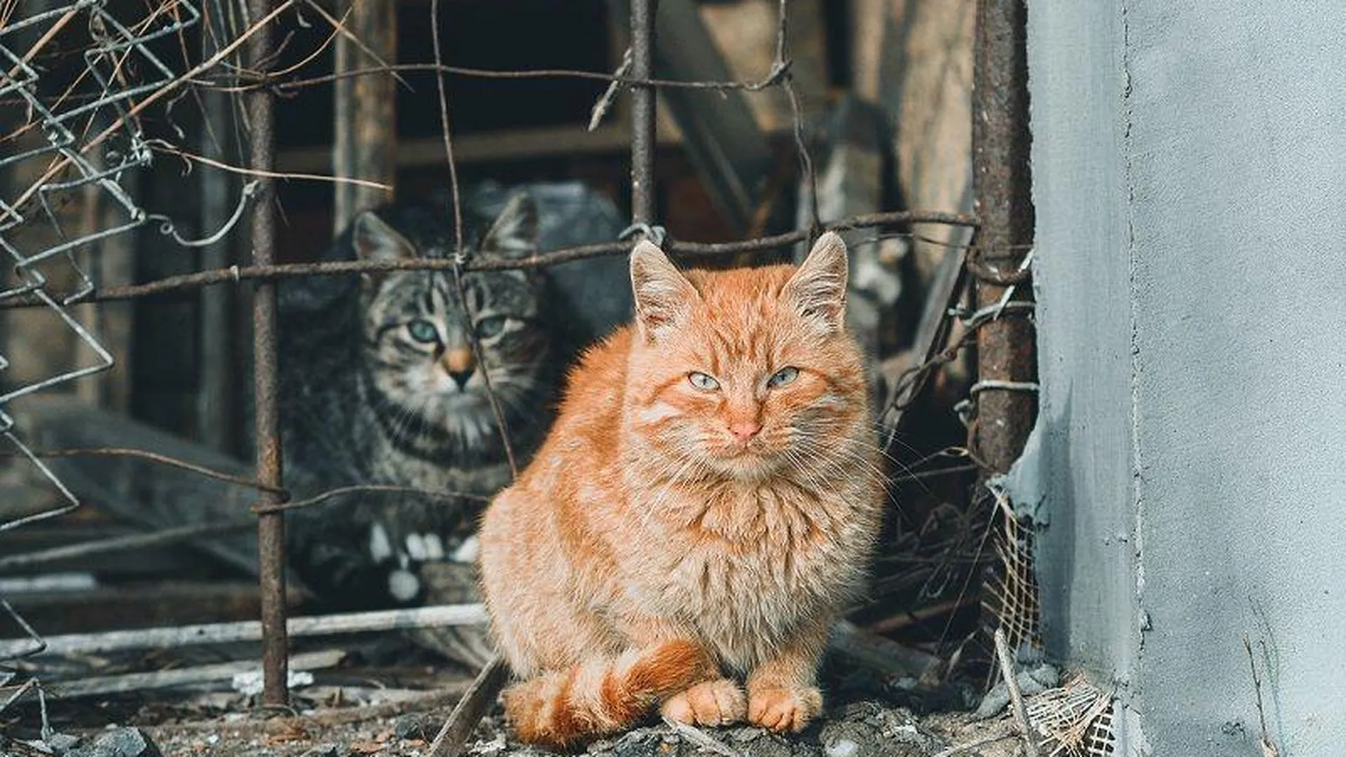 Стая голодных и брошенных кошек бродит в садовом кооперативе под Ступино