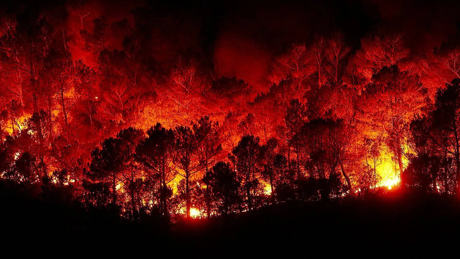 Эрдоган заявил о задержании возможного виновника лесных пожаров в Турции