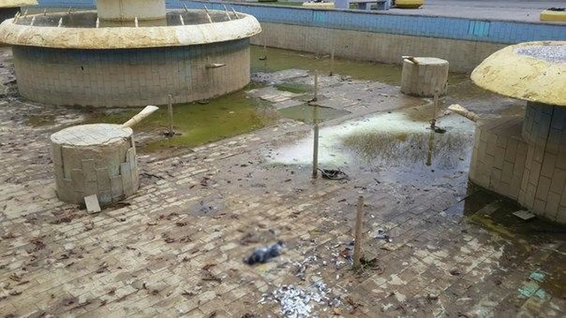 Разложившиеся трупы голубей на дне городского фонтана беспокоят жителей Щелкова