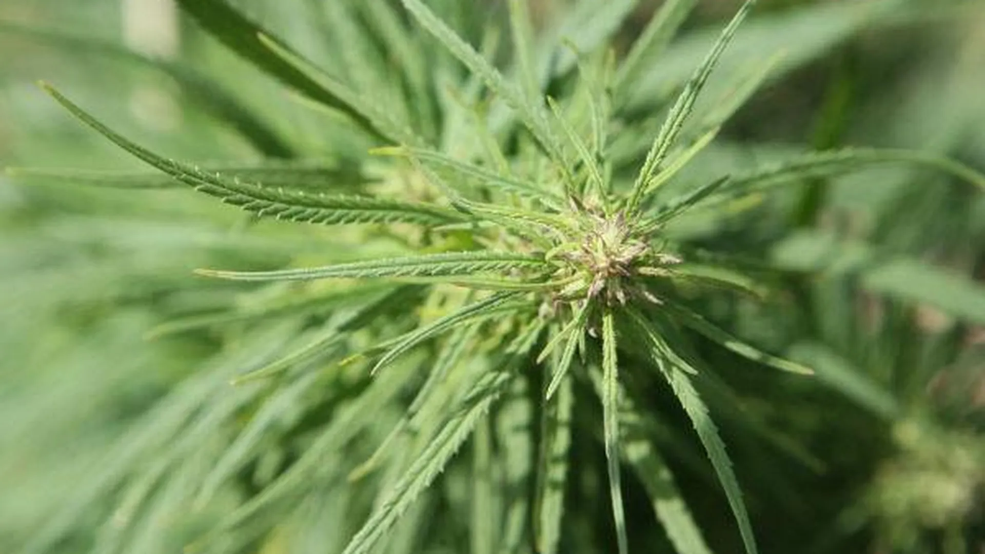 Легализовать марихуану потребовала молодежь Грузии