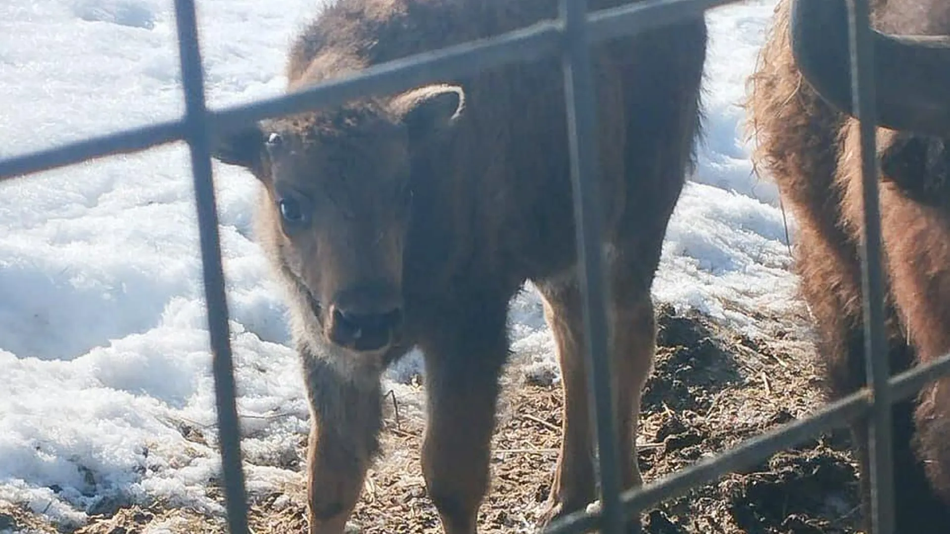 Бизон весом 25 килограммов родился в зоопарке под Коломной