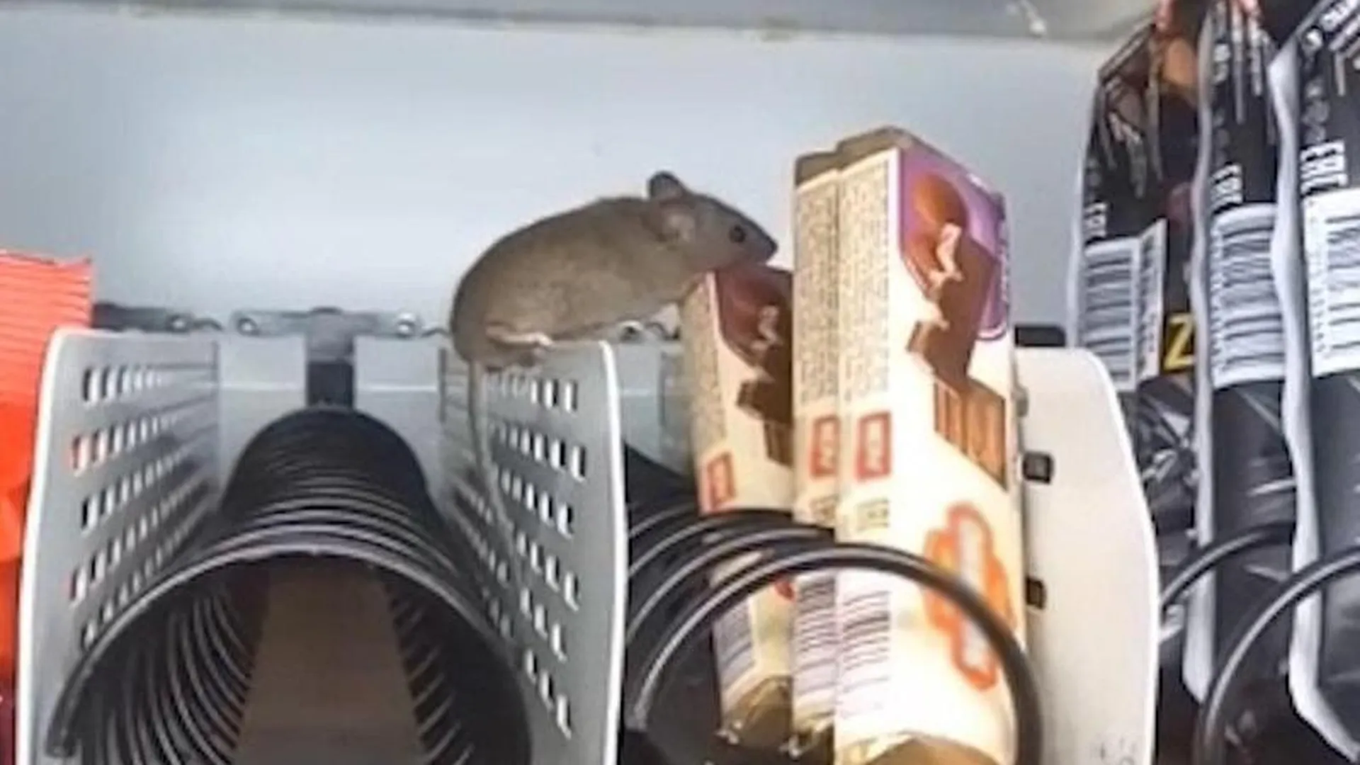 Мышь завелась в автомате с едой в Доме культуры Шатуры
