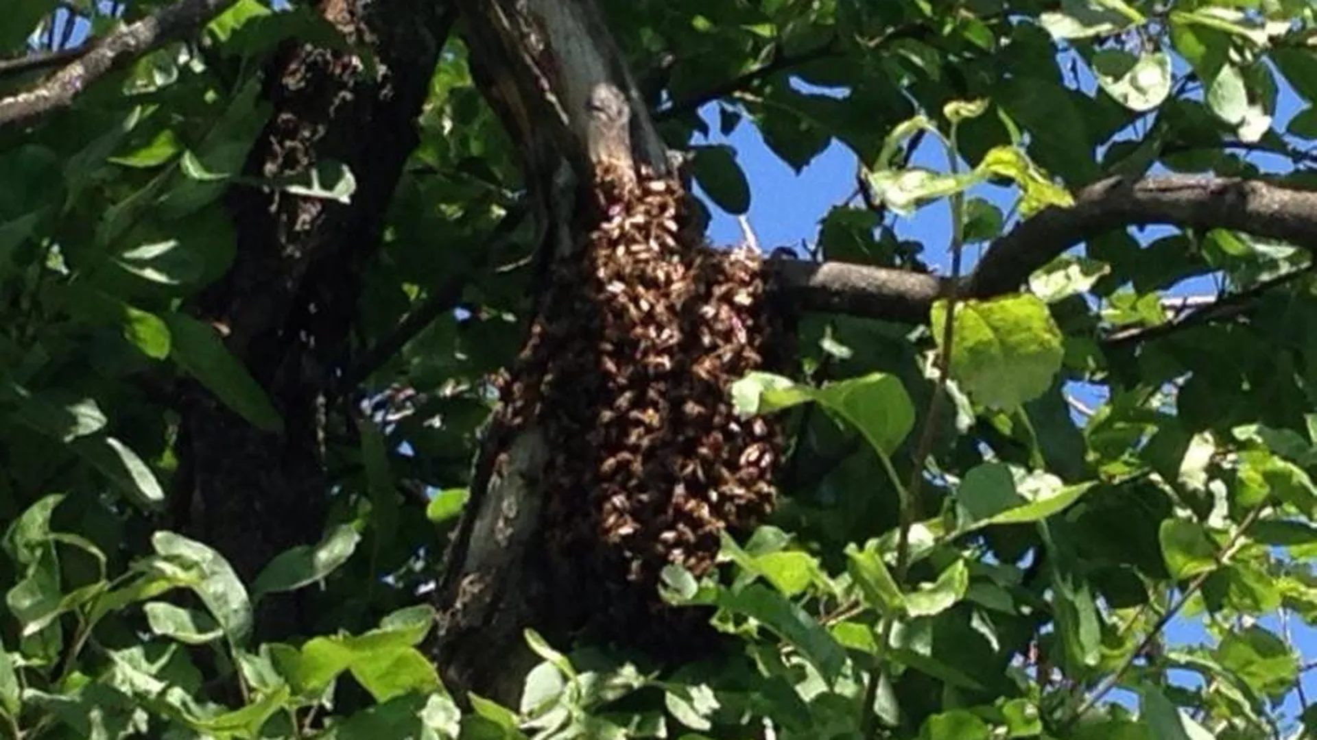 Рой пчел-потеряшек, испугавший жителей Озер, забрал пчеловод