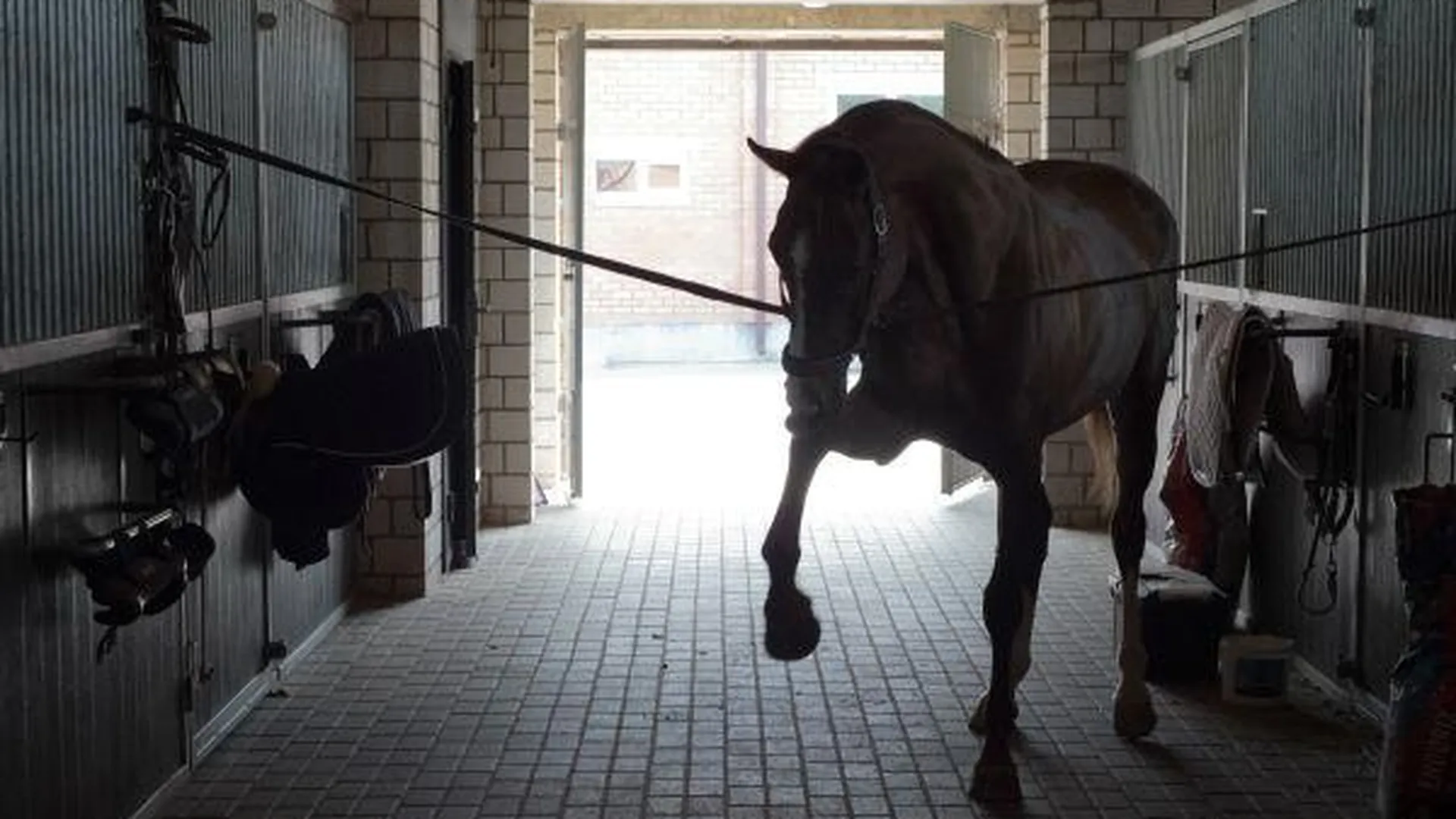 Лошадь, застрявшую на железной дороге в Красноармейске, освобождали 4 часа
