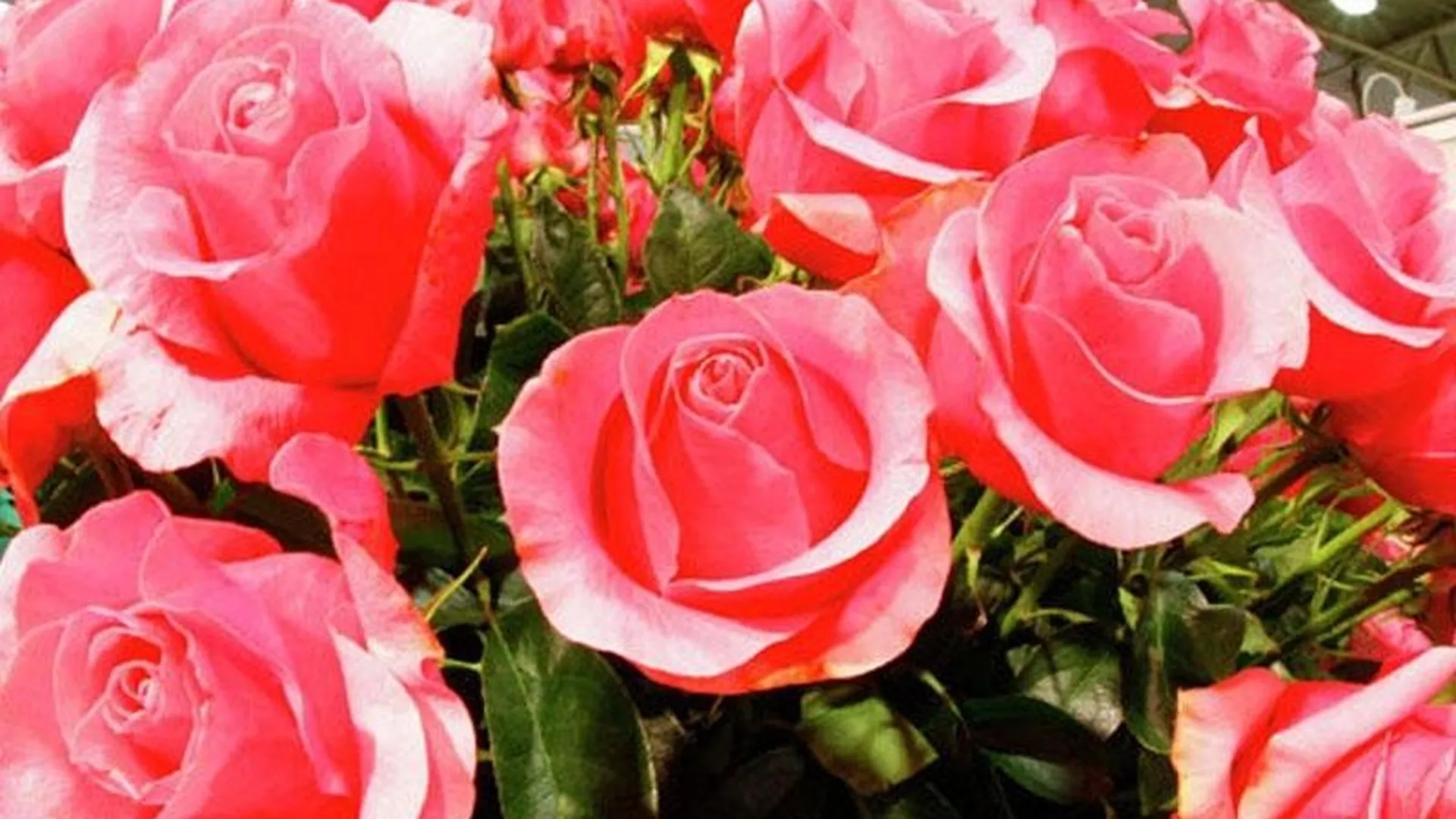 В Краснознаменске обнаружены кенийские розы, зараженные трипсом