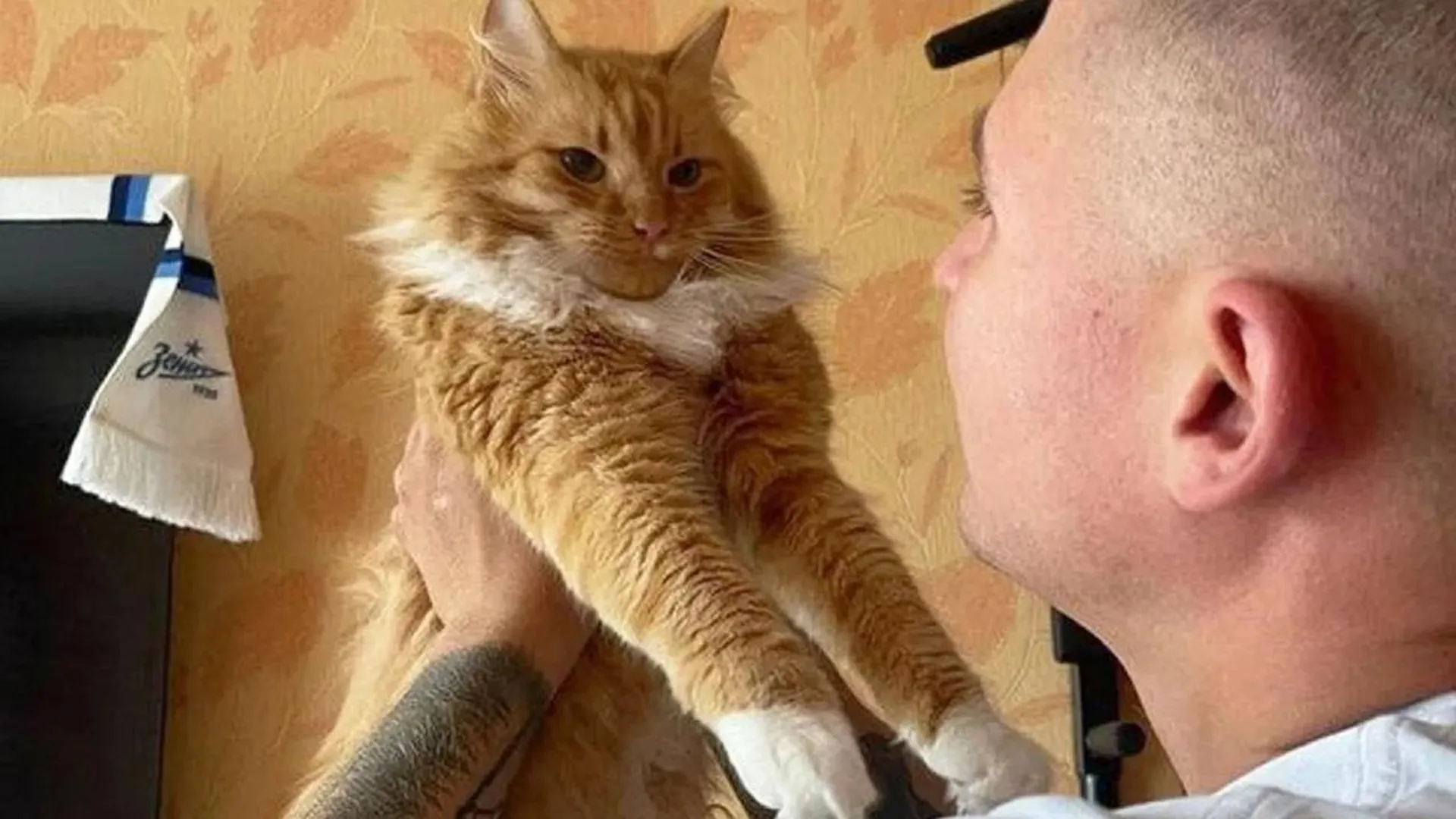 Кот из Шатуры вошел в Топ-10 самых популярных котов в российских СМИ по итогам года