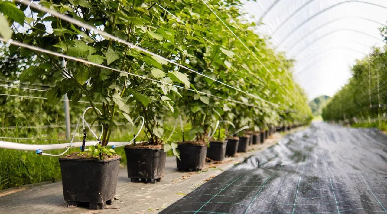 Новые теплицы под малину, ежевику и голубику появились в Наро-Фоминске ...