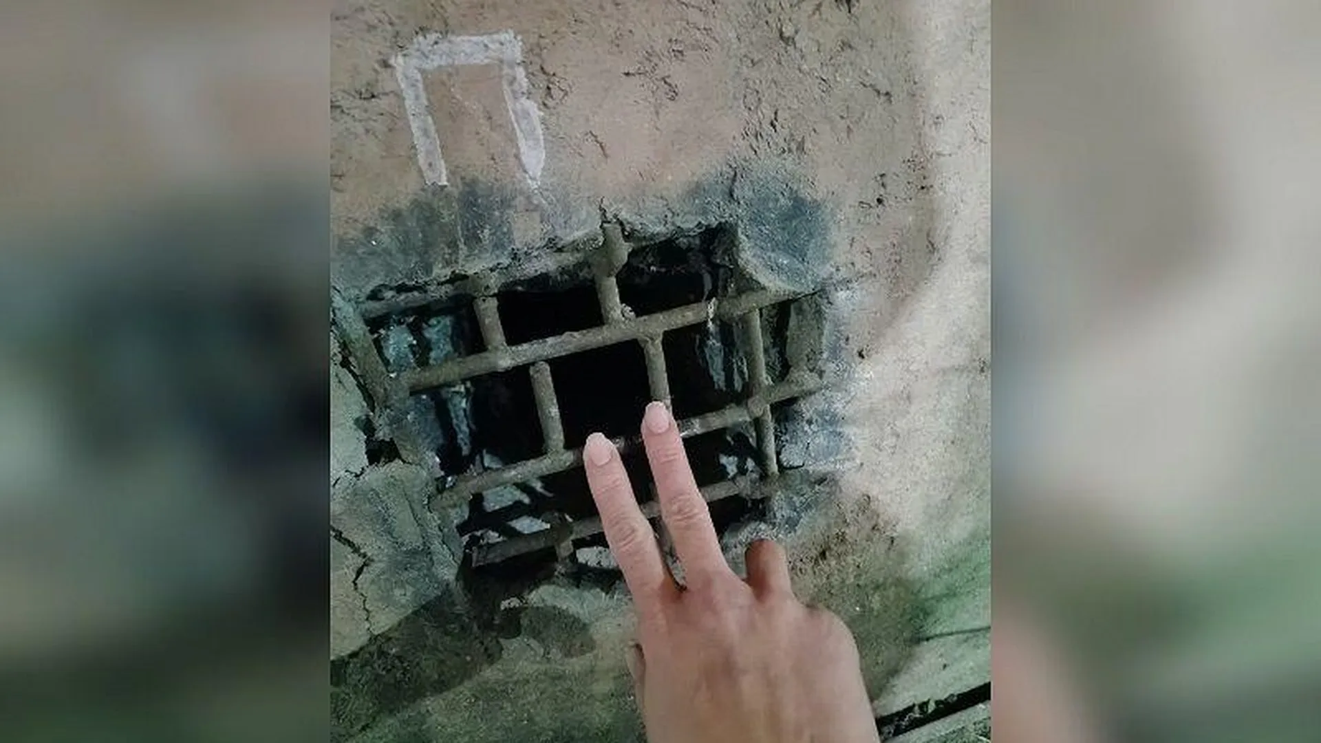 Жители Серпухова пытаются спасти котенка, замурованного в подвале