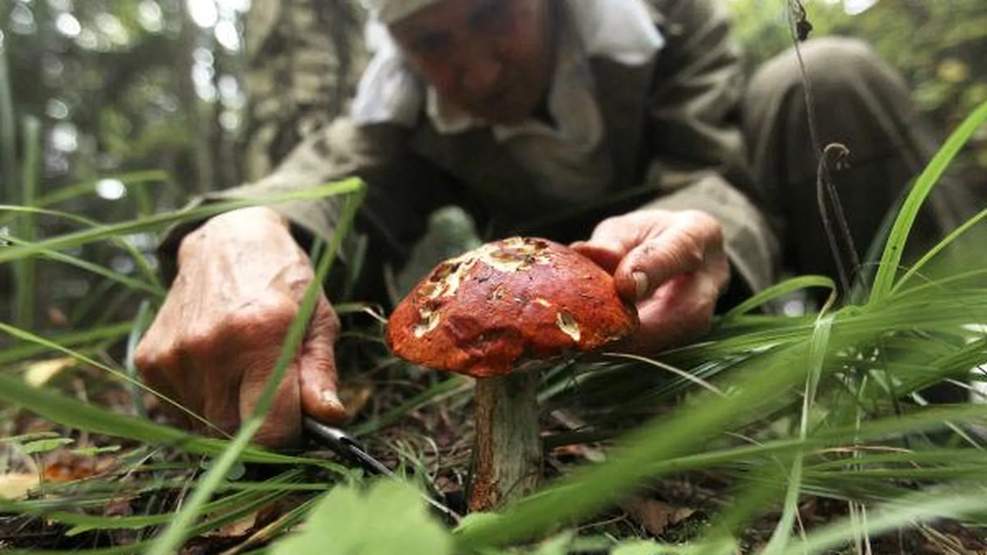 Первые грибы появились в ряде районов области