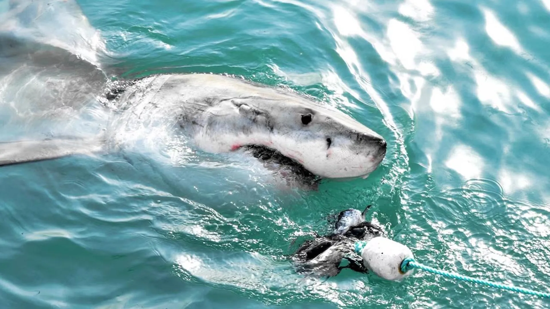 «Челюсти приспособлены, чтобы перепиливать кости»: выяснилось, можно ли победить в схватке с акулой
