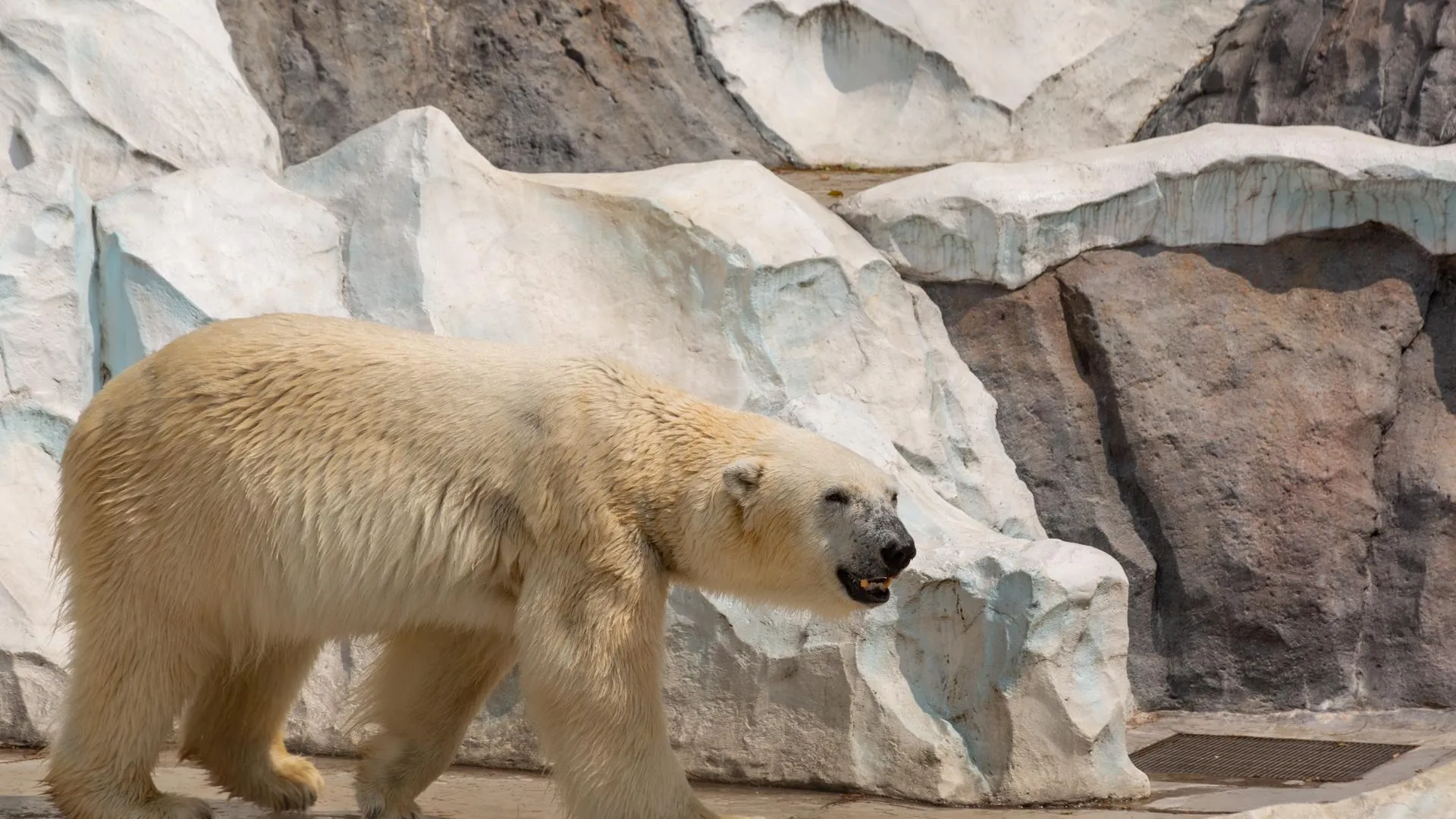 Белой медведице Айке из московского зоопарка исполнилось три года