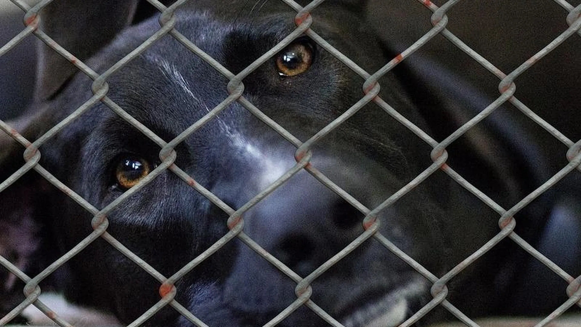 Экспертиза МВД подтвердила истязания собак в приюте под Сергиевым Посадом