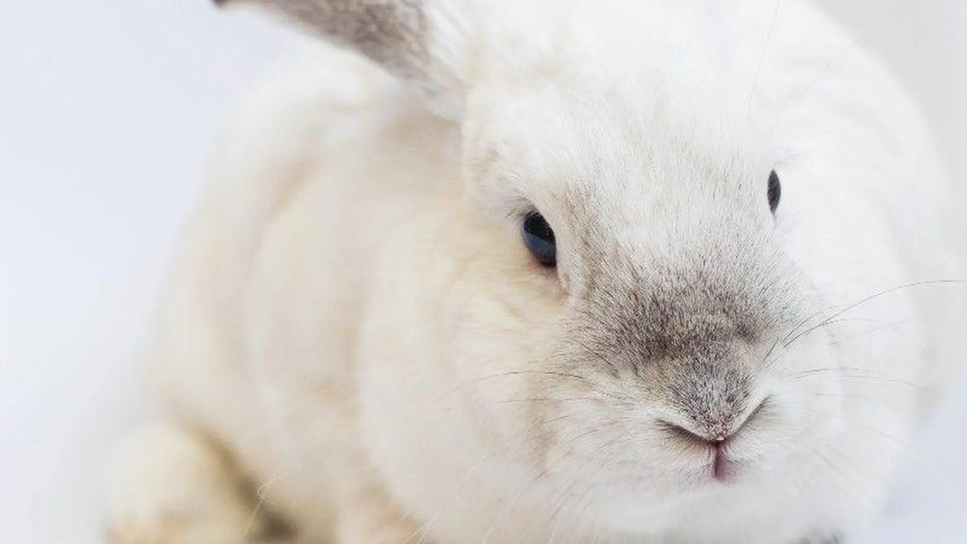 Первые кролики новозеландской белой породы родились в Подмосковье