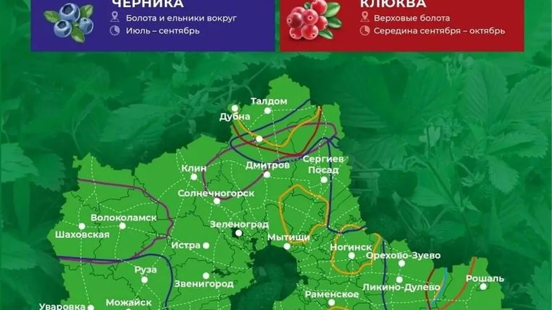 Море клюквы. Карта ягодных мест подмосковья. Ягодные места в подмосковье на карте показать. Где собирать клюкву в подмосковье. Карта ягодных мест подмосковья.
