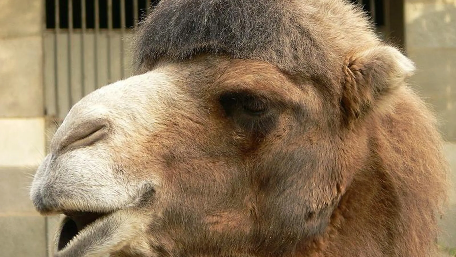 Верблюда, откусившего хозяину руку в Щелковском районе, не усыпят