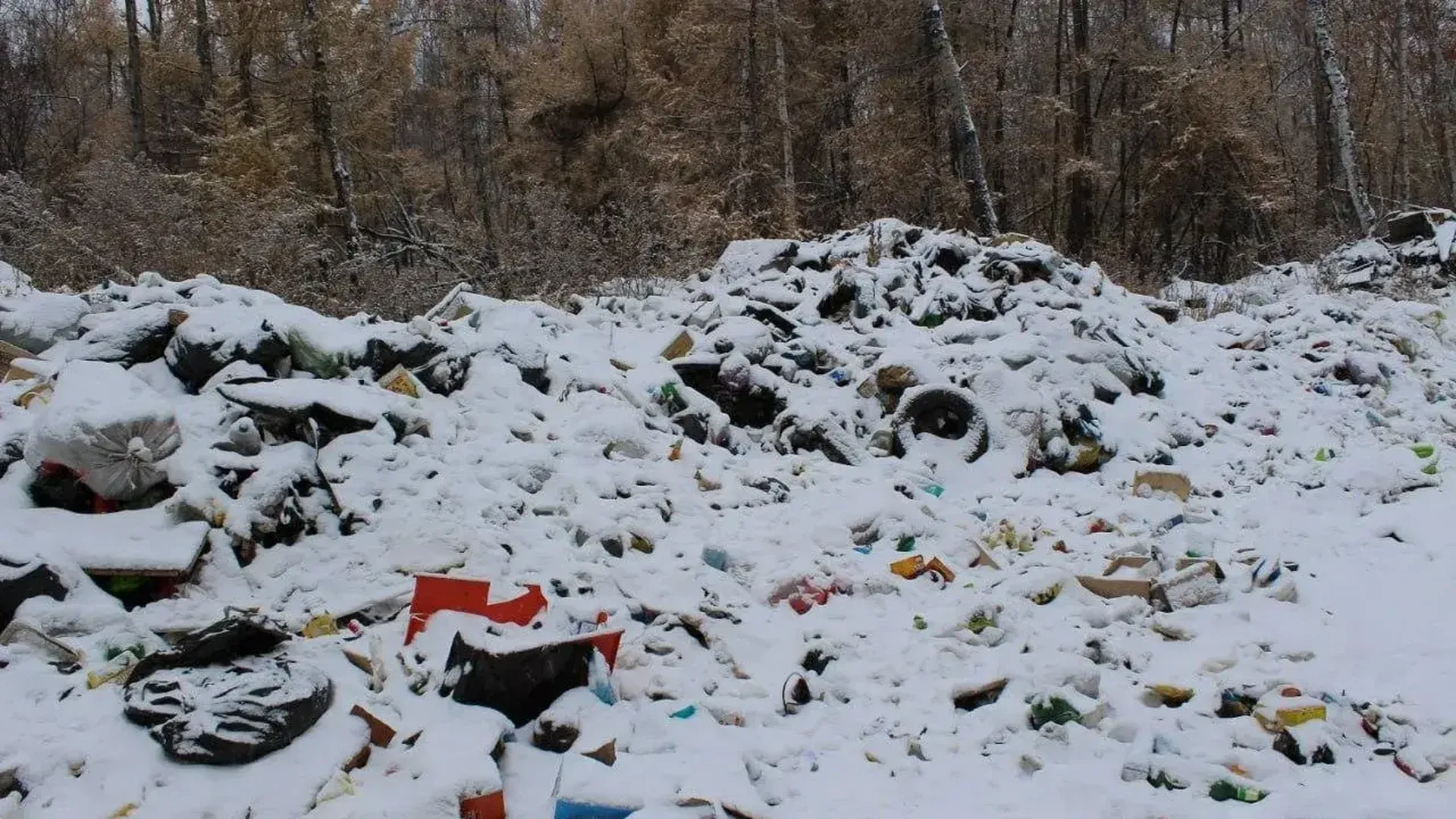 Подольск оказался в топ-5 Московской области по уборке мусора в лесах
