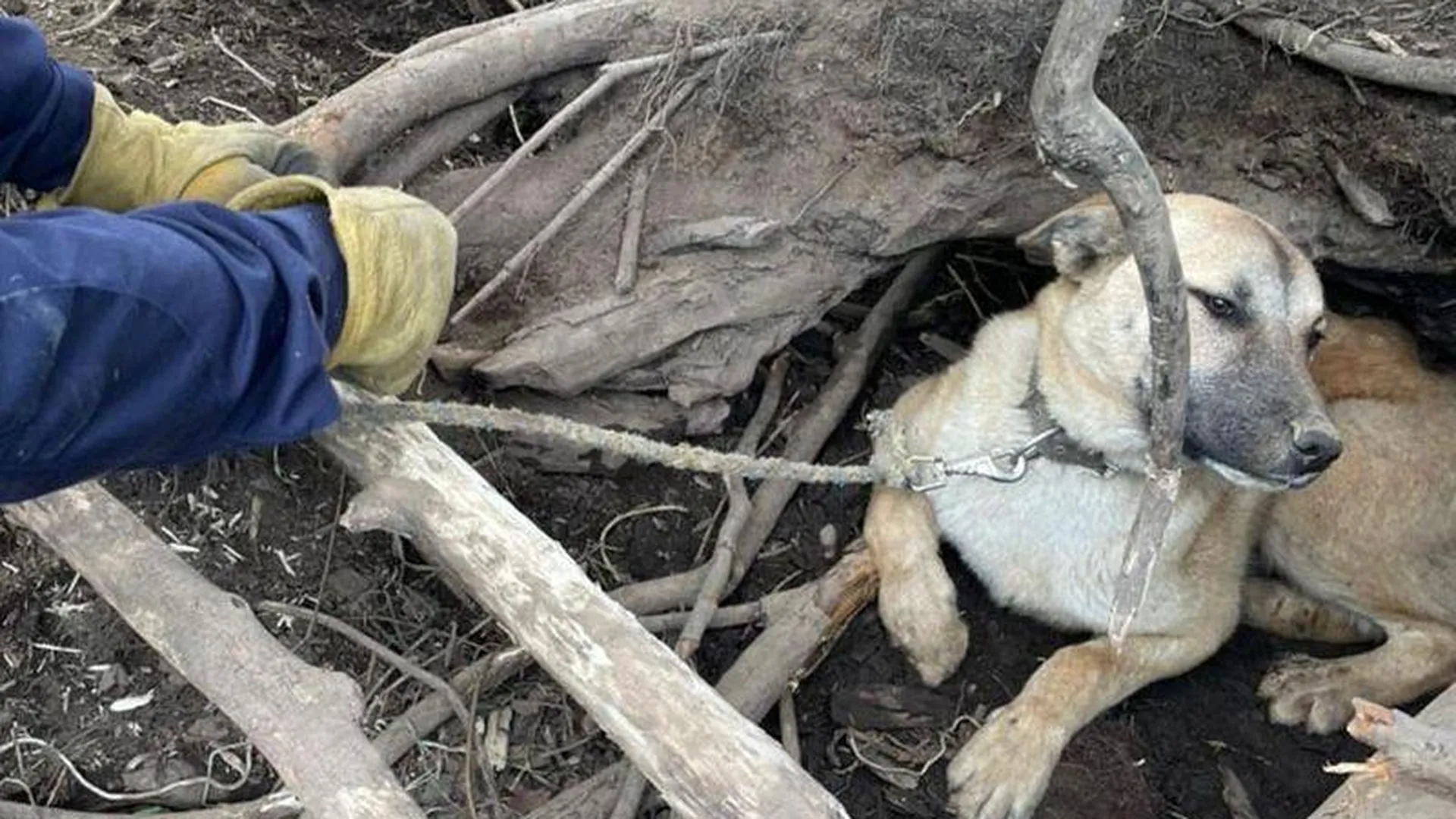 Сотрудники «Мособлпожспаса» спасли собаку, оставленную на привязи без еды и воды